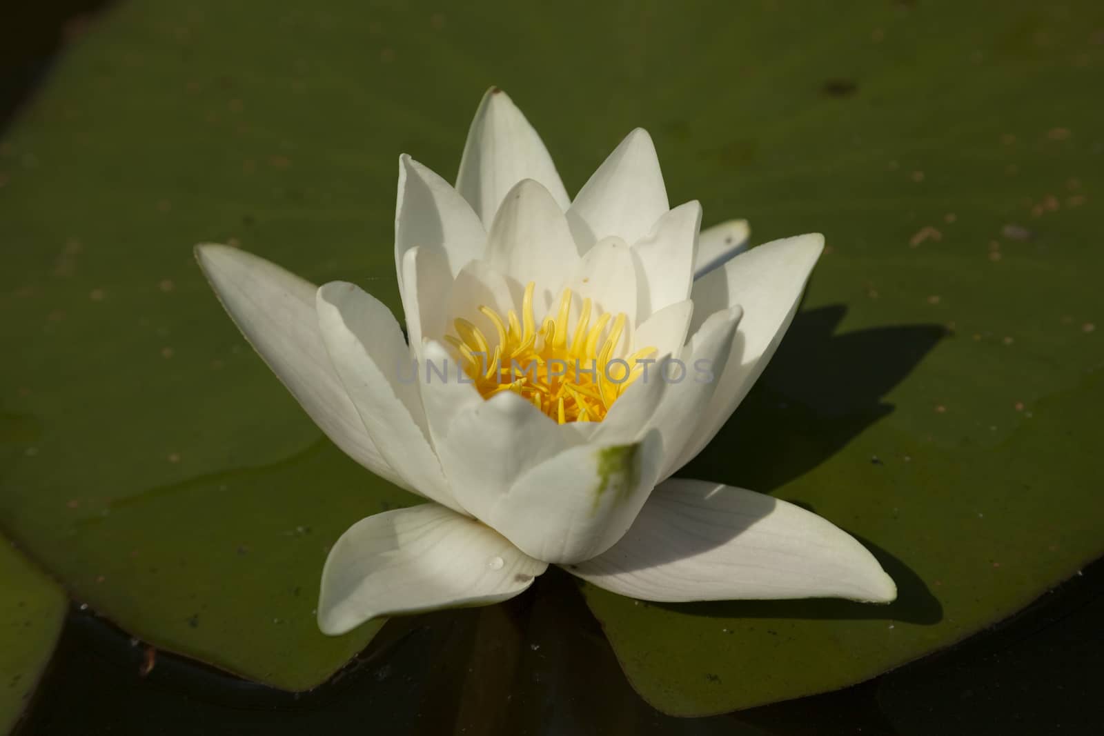 white water lily with leaf on water