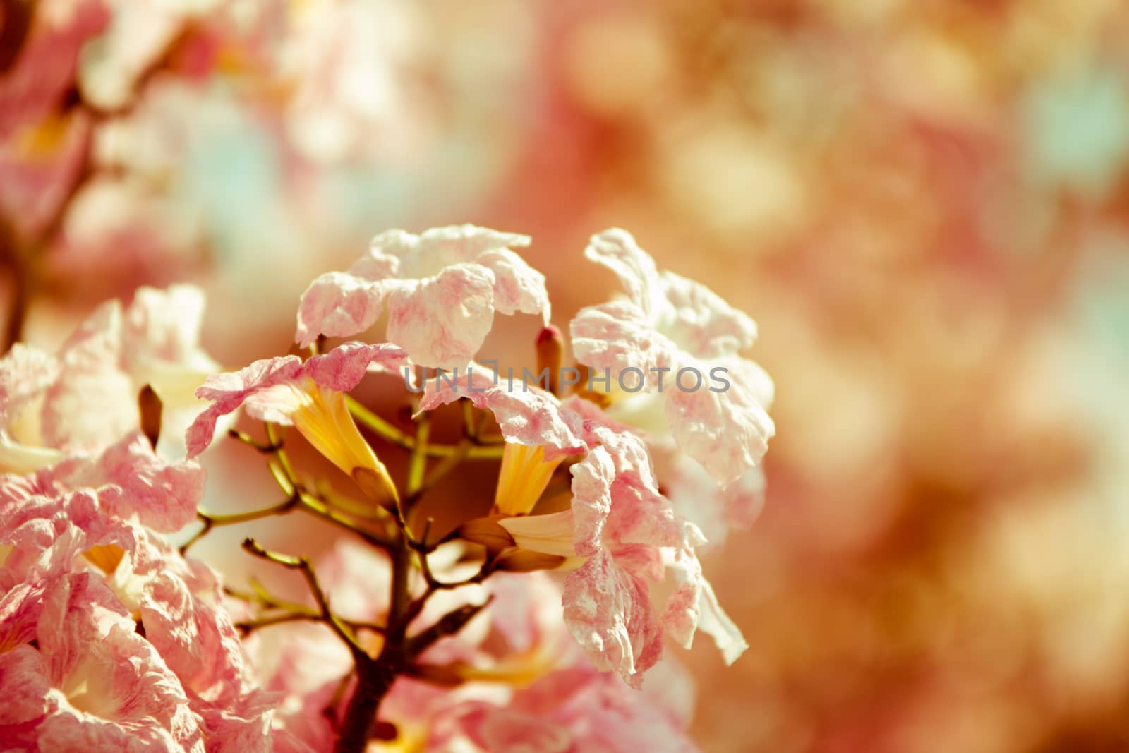 Malaysian Tacoma flower resemble sakura in spring