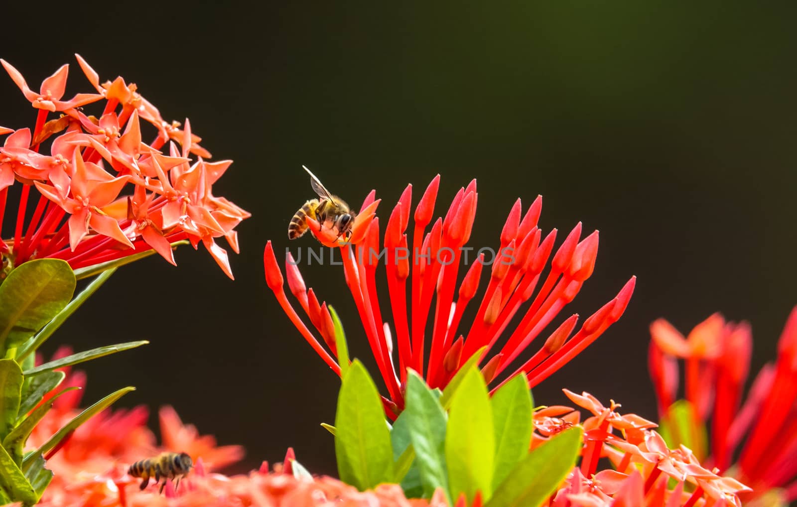 Bee And Exora Flower by azamshah72