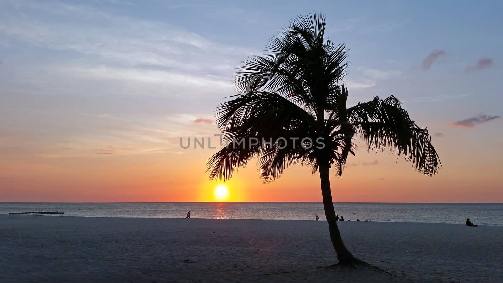 Palm tree on the beach on Aruba island in the Caribbean at sunset