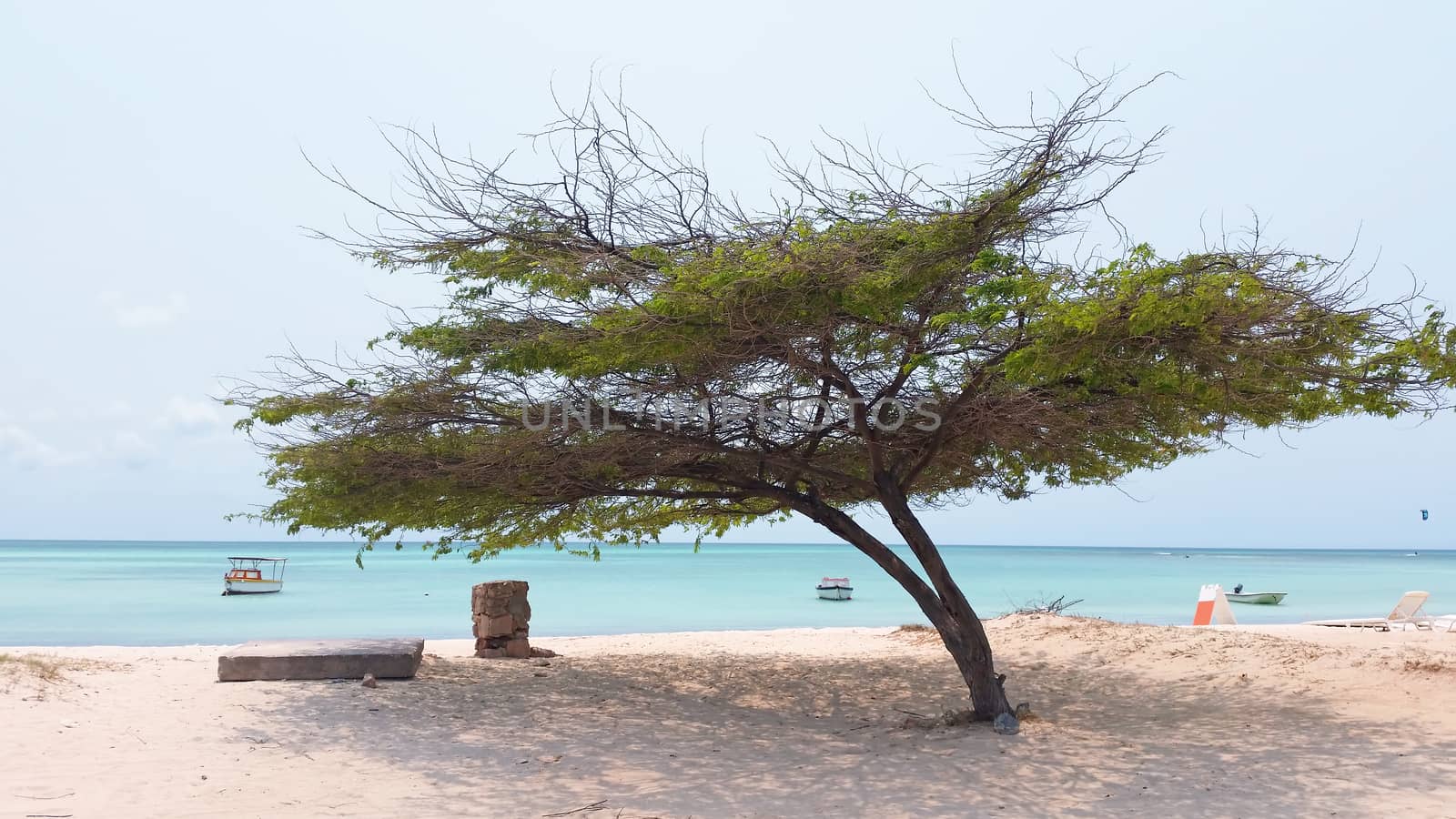 Divi divi tree on Aruba island in the Caribbean Sea