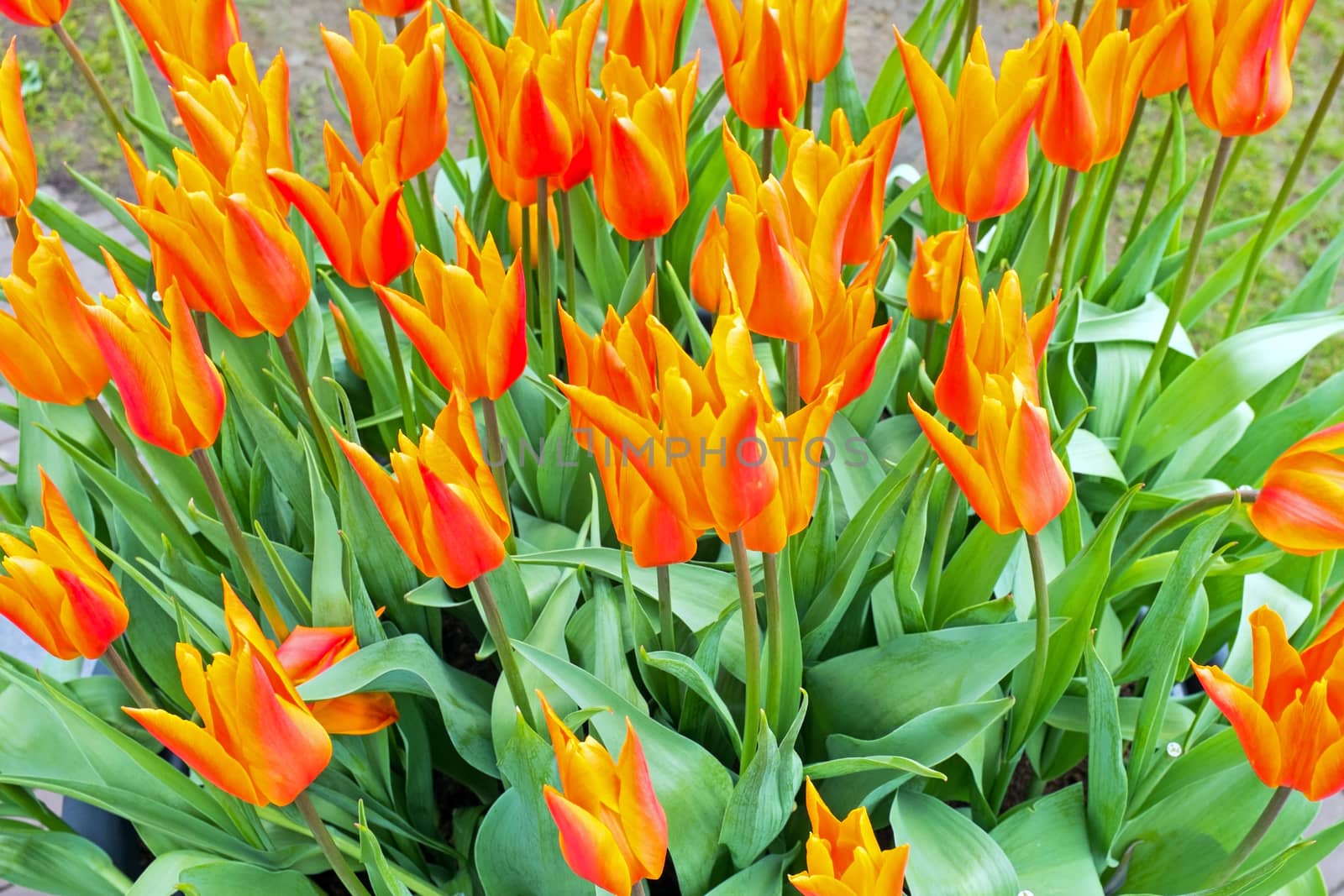Blossoming tulilps in the countryside from the Netherlands