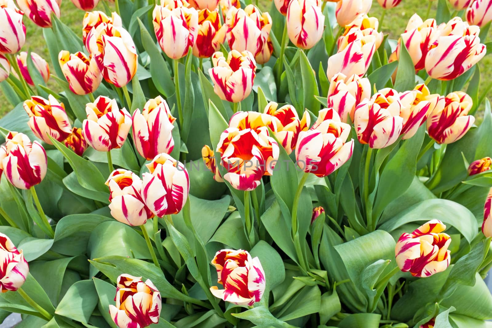 Blossoming tulilps in the countryside from the Netherlands