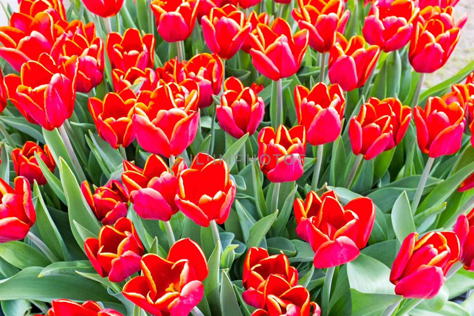 Blossoming tulilps in the countryside from the Netherlands
