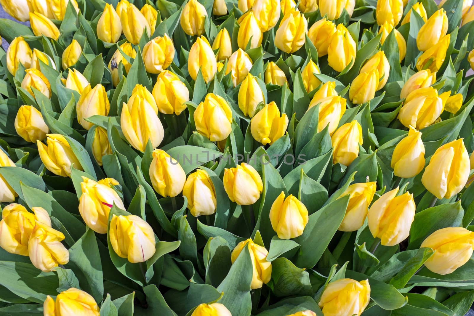 Blossoming tulilps in the countryside from the Netherlands