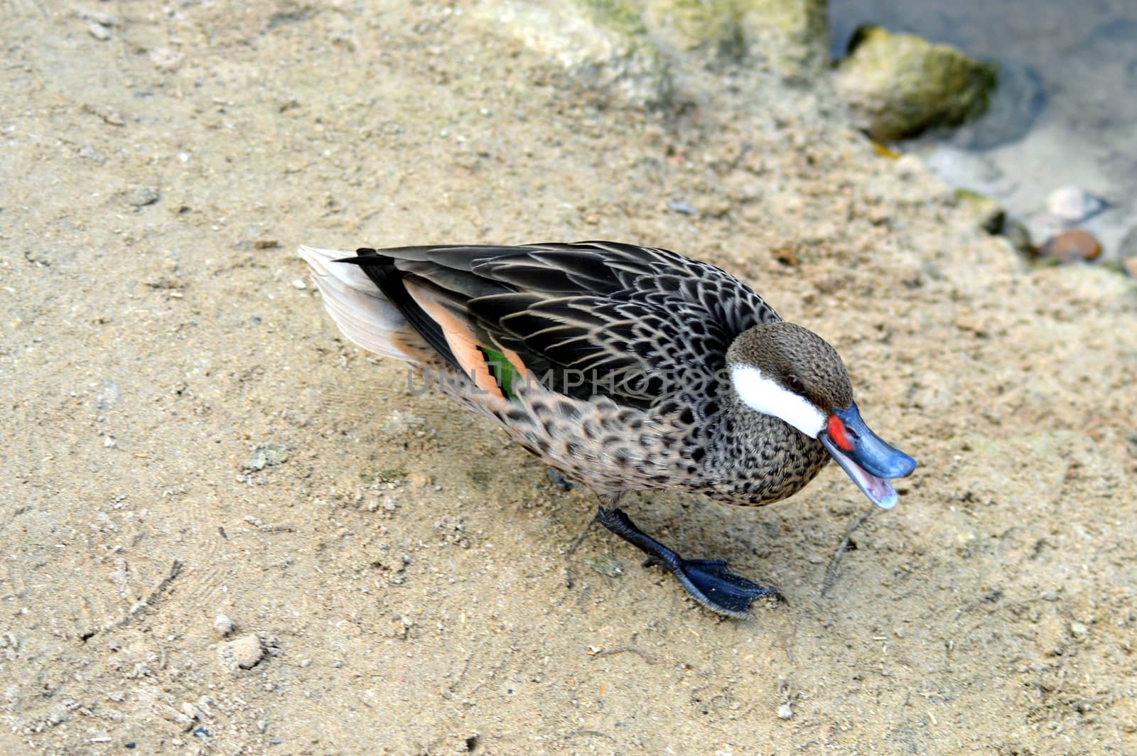 Mallard duck walking on a stone floor