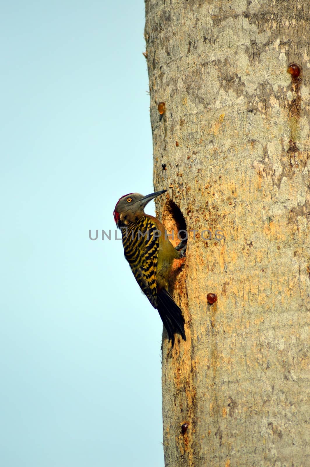 Pic of Hispaniola male clinging to a tree trunk in front of its nest