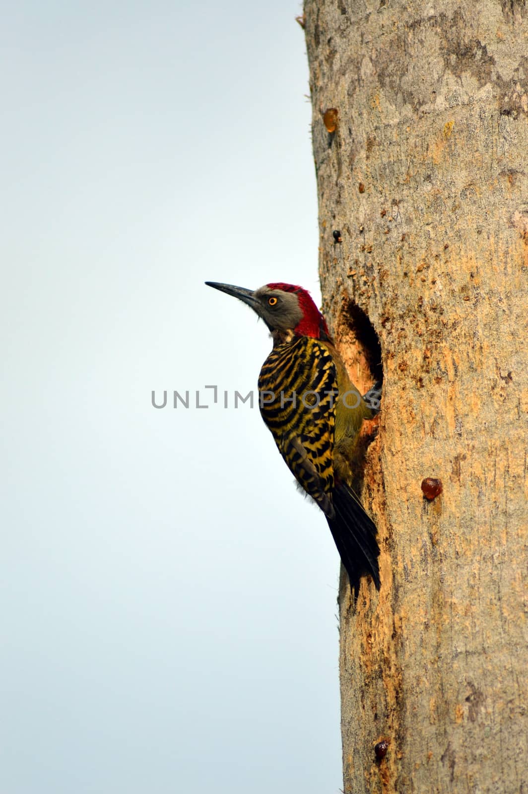 Pic of Hispaniola male clinging to a tree trunk in front of its nest