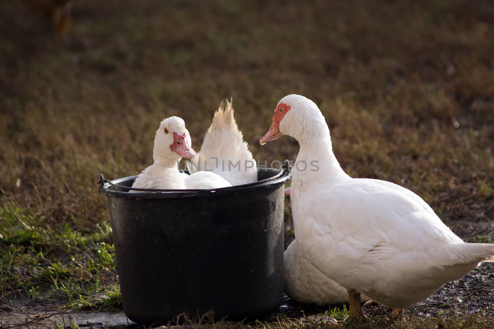 Bathe the duck (Cairina moschata) in the bucket.
