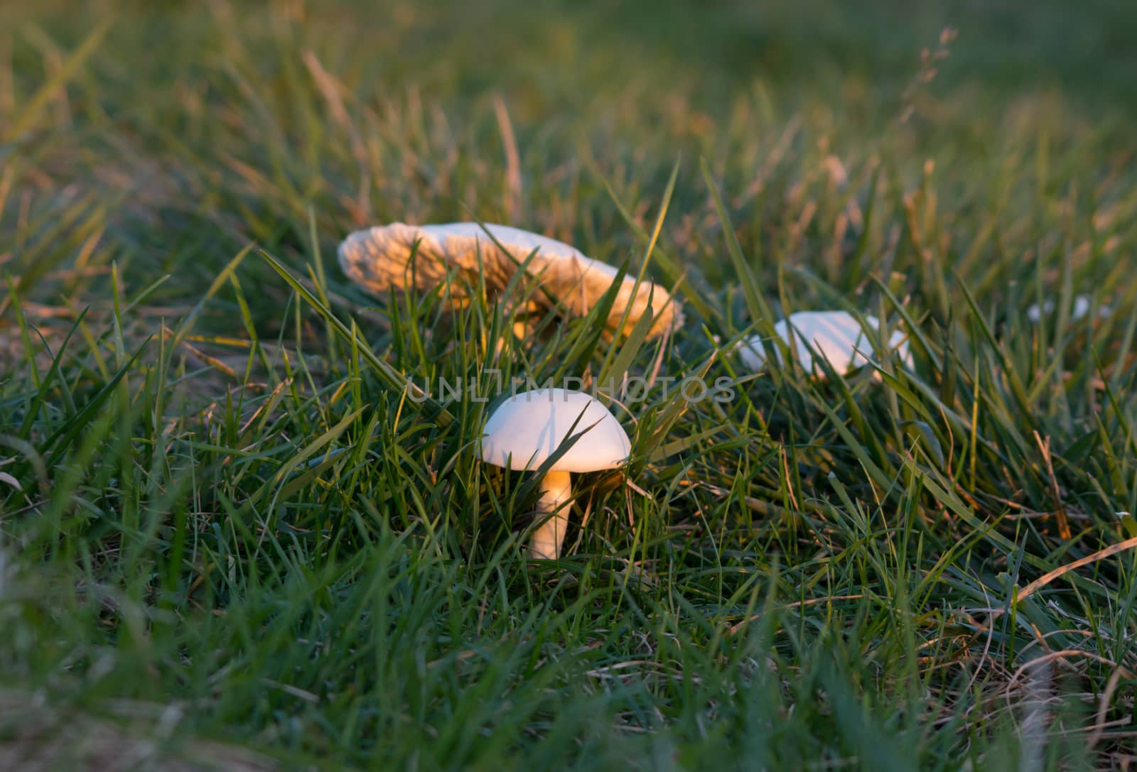 Mushrooms growing in the garden on the grass.
