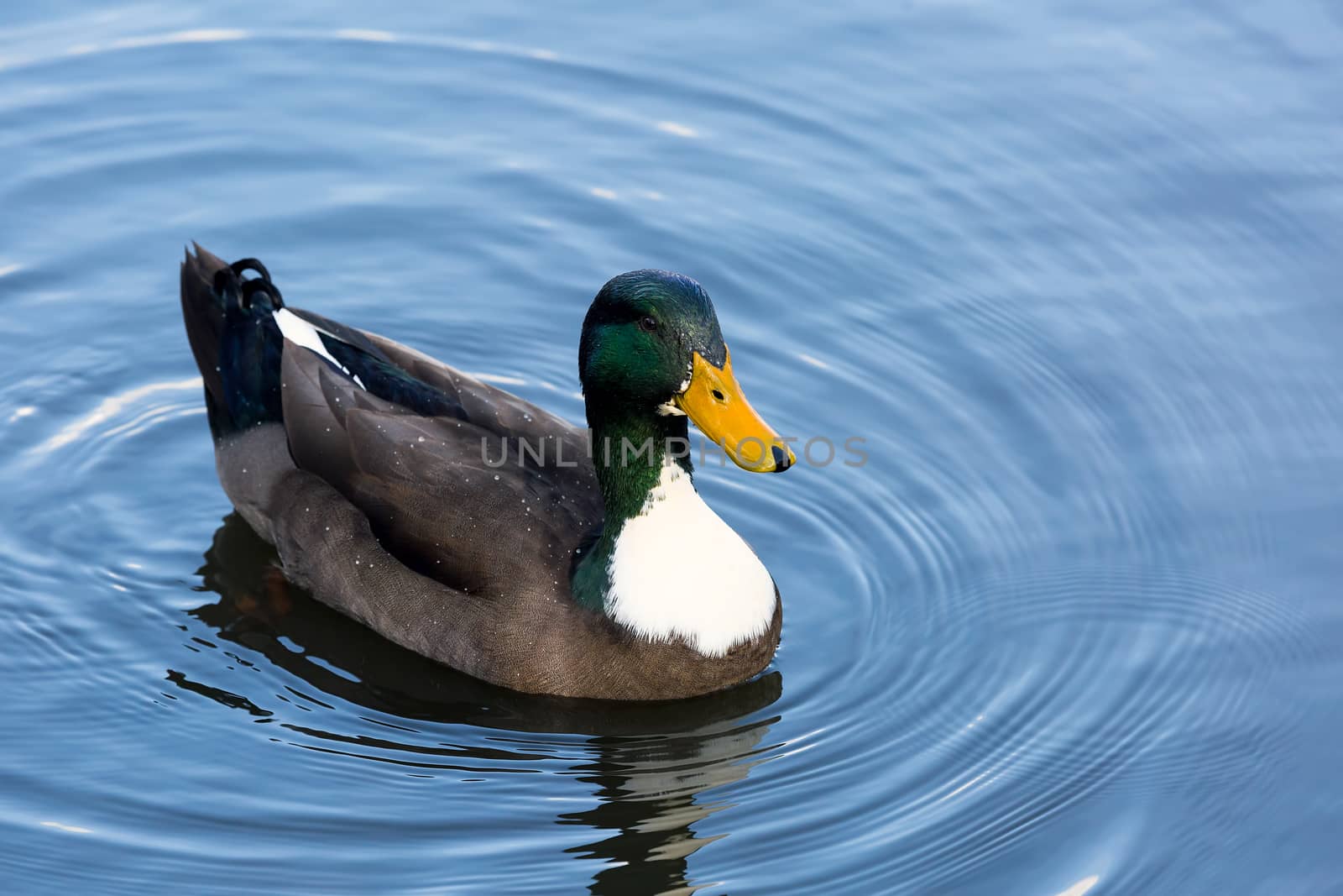 Male Mallard Duck Wading in a Lake by jpldesigns