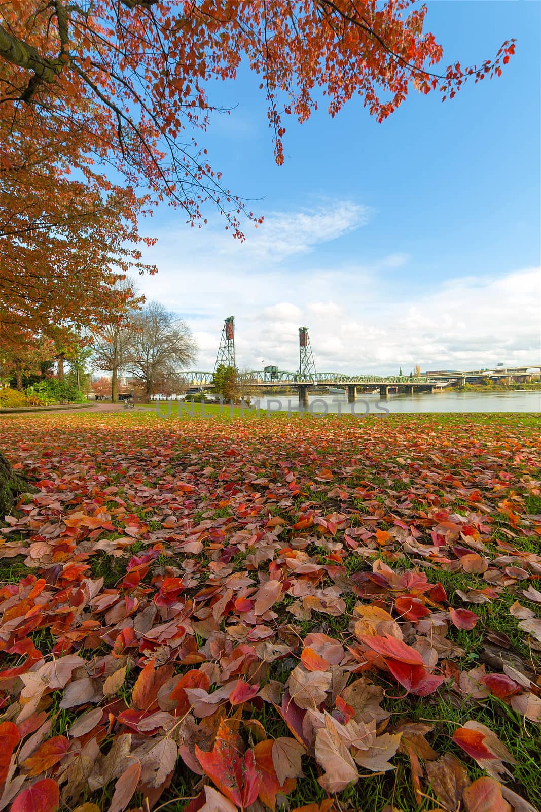 Portland Oregon city downtown waterfront park with maple tree foliage by Hawthorne Bridge in fall season