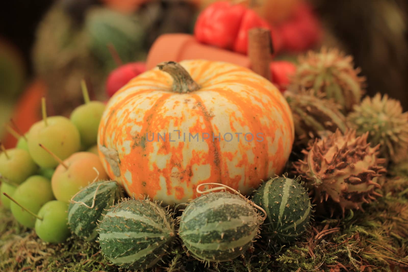 Various sorts of pumpkins for fall decorations