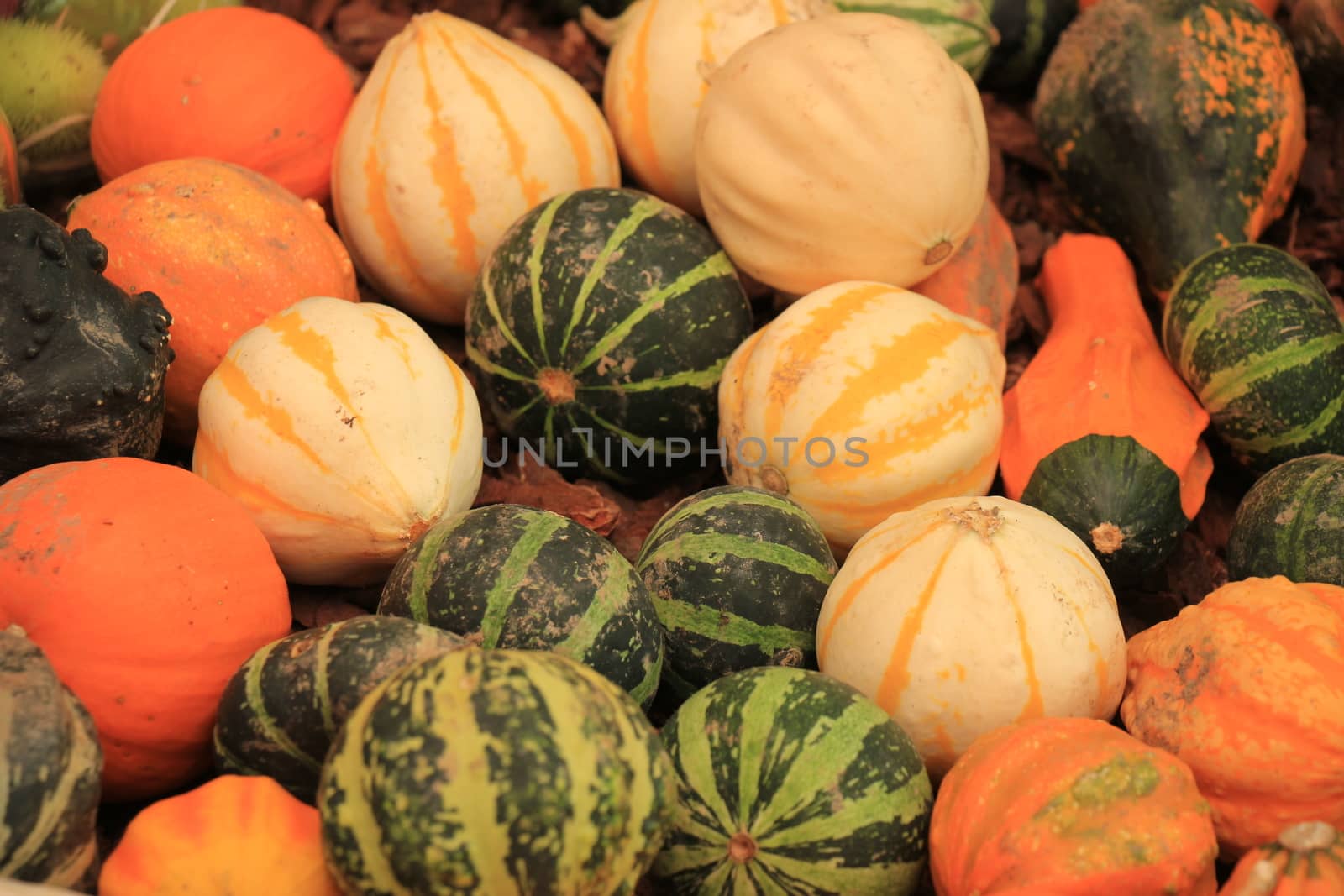 Decorative pumpkins by studioportosabbia