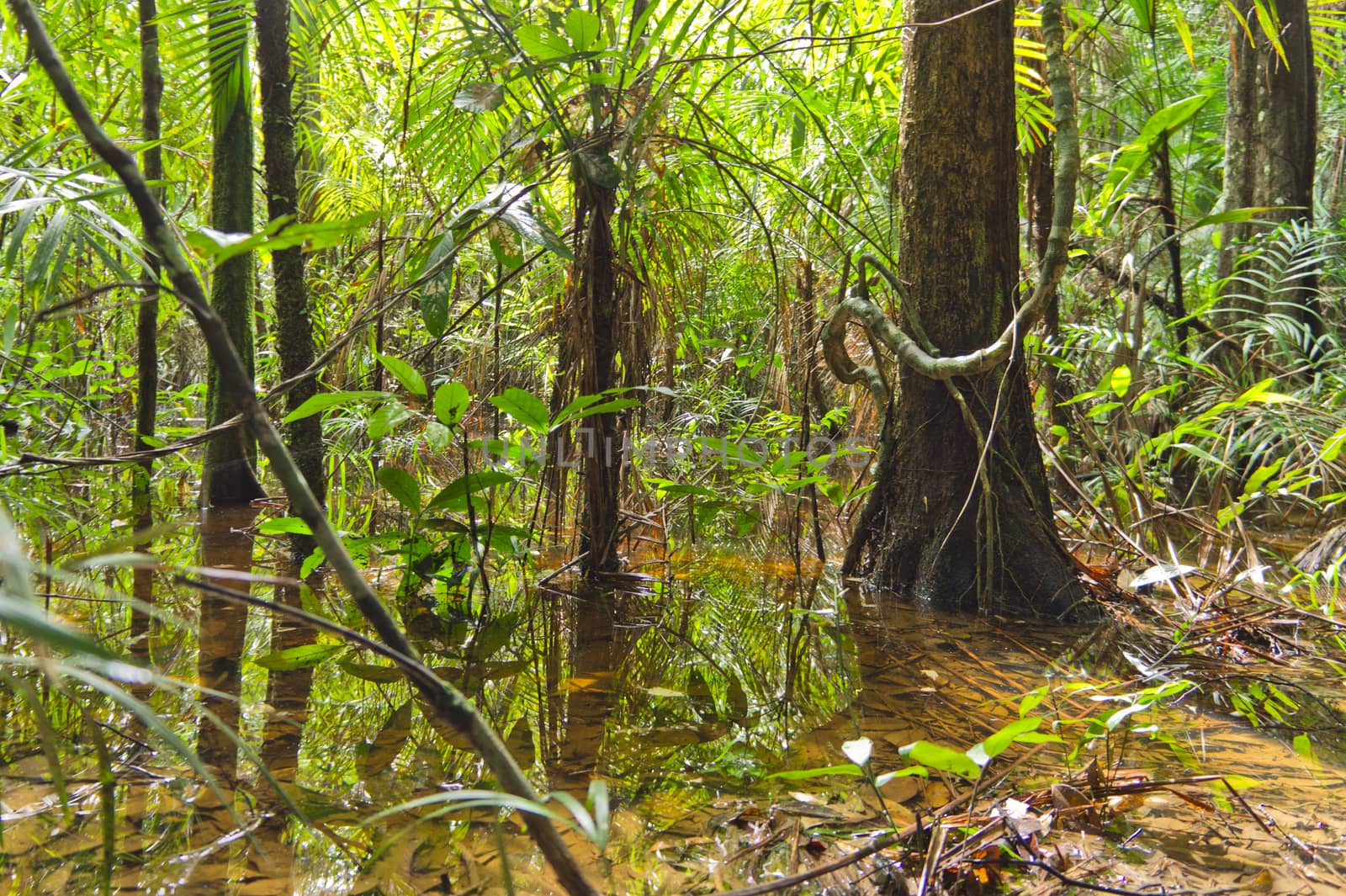 Amazon Basin, Brazil, South America by giannakisphoto