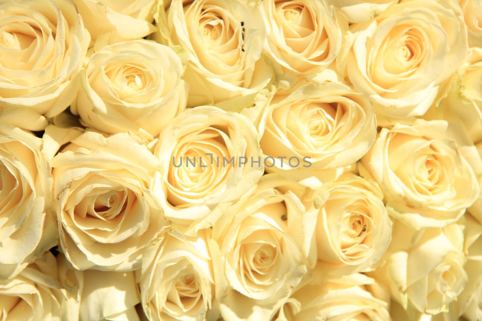 Classic white wedding arrangement with big white roses