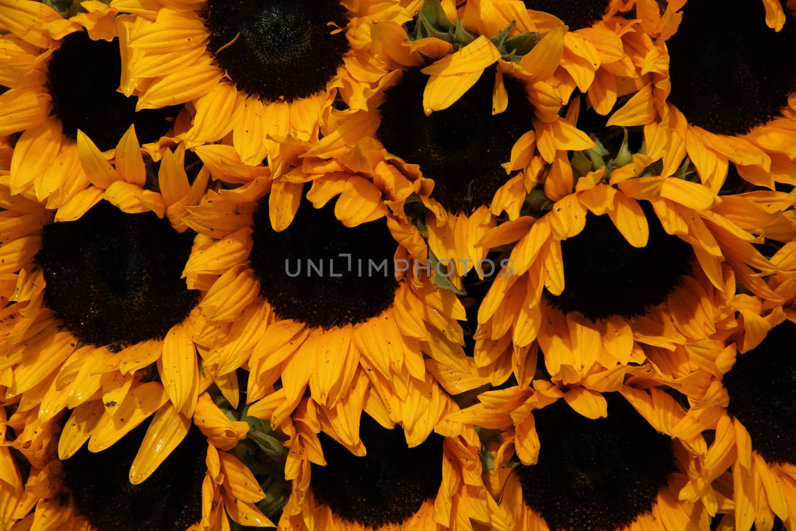 Big group of yellow sunflowers in full sunlight