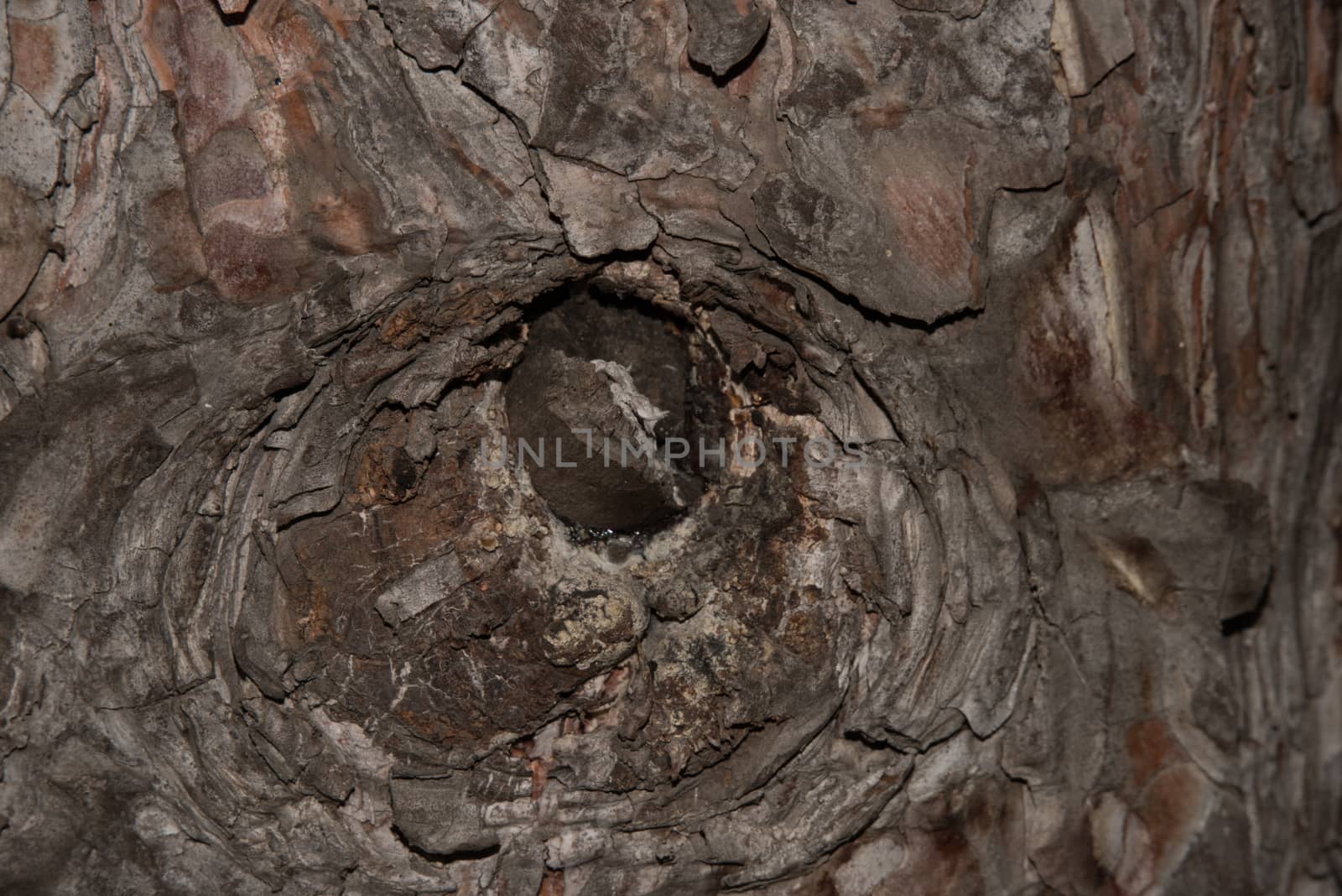 photo of close up of pine tree bark