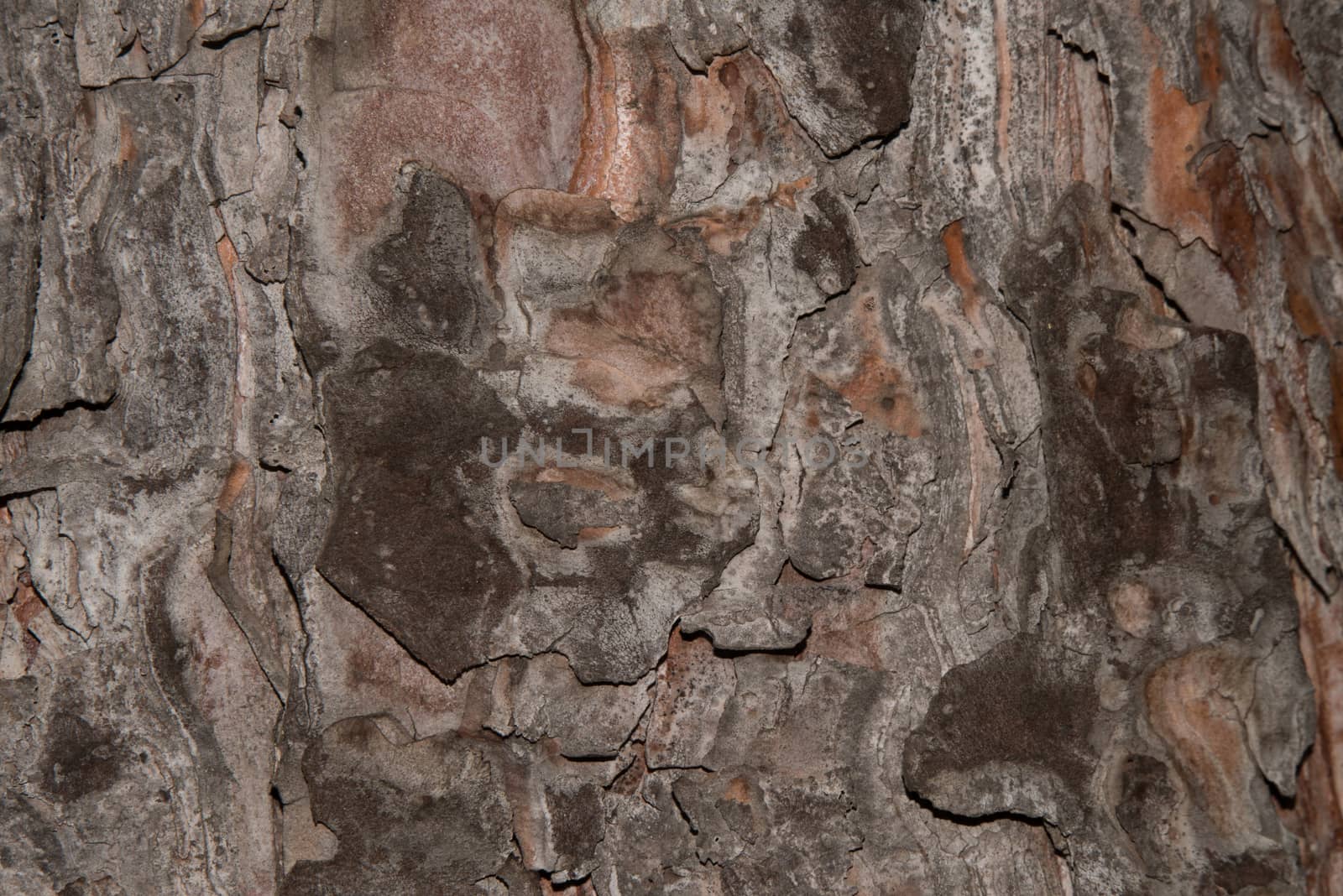 photo of close up of pine tree bark