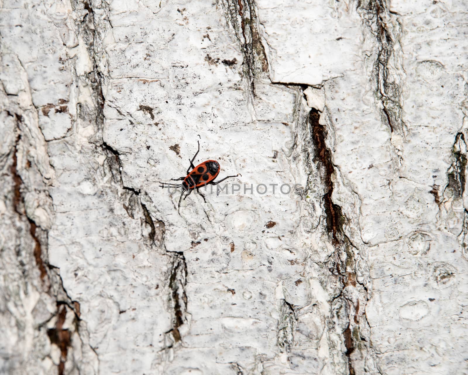 whitewashed tree bark texture with Cardinal beetle on multicolored bark. by elina_chernikova