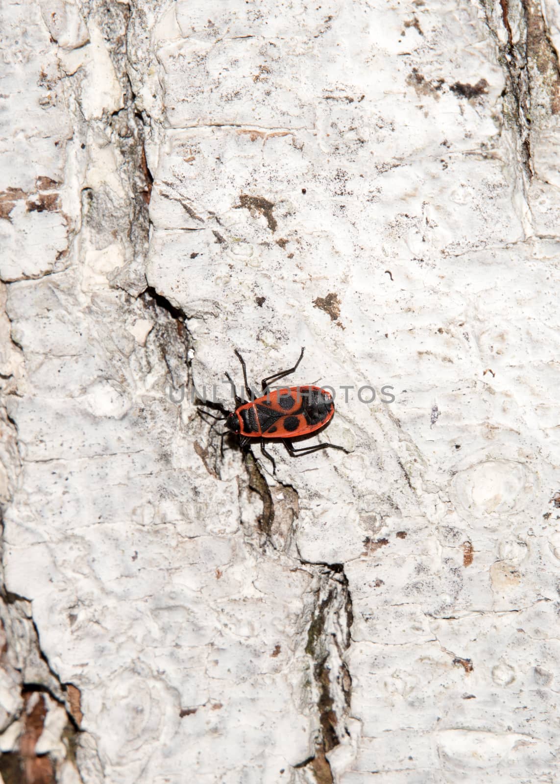 Bedbug-soldier on a tree trunk, red-black beetle. Whitening the bark of the old cracked wood for background and texture.