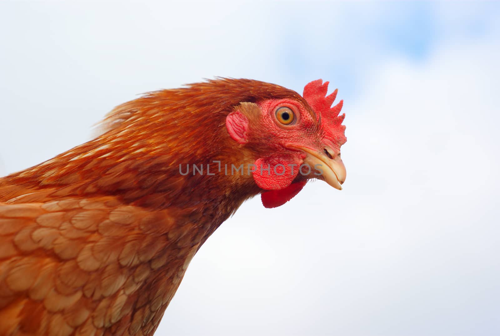 brown chicken hen profile view on cloudy sky background