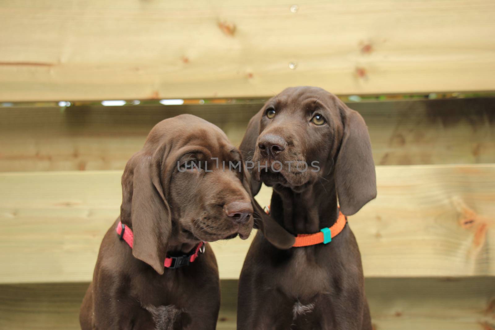 German shorthaired pointer puppies, 8 weeks old, solid liver, sisters