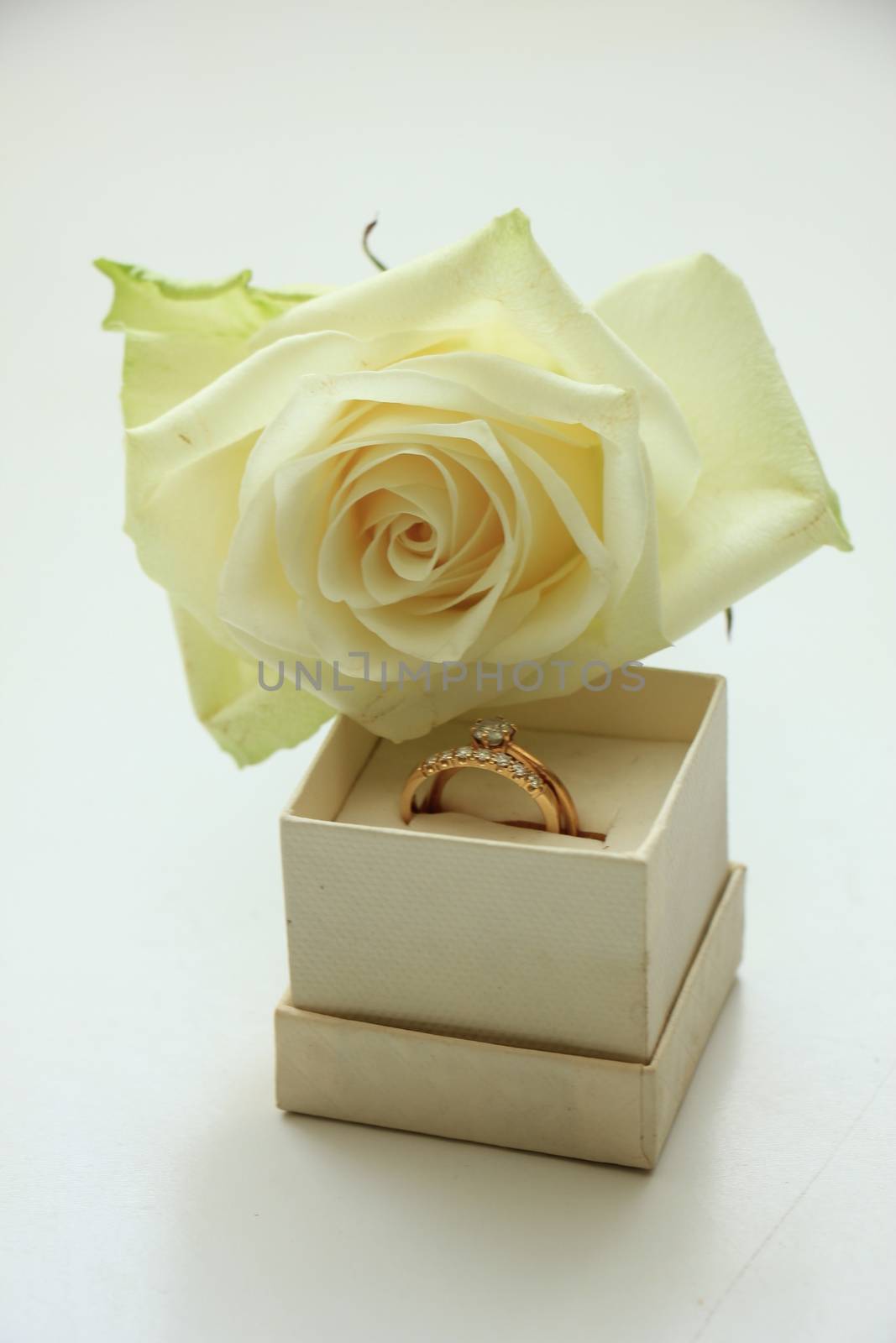 Engagement rings in box and white rose