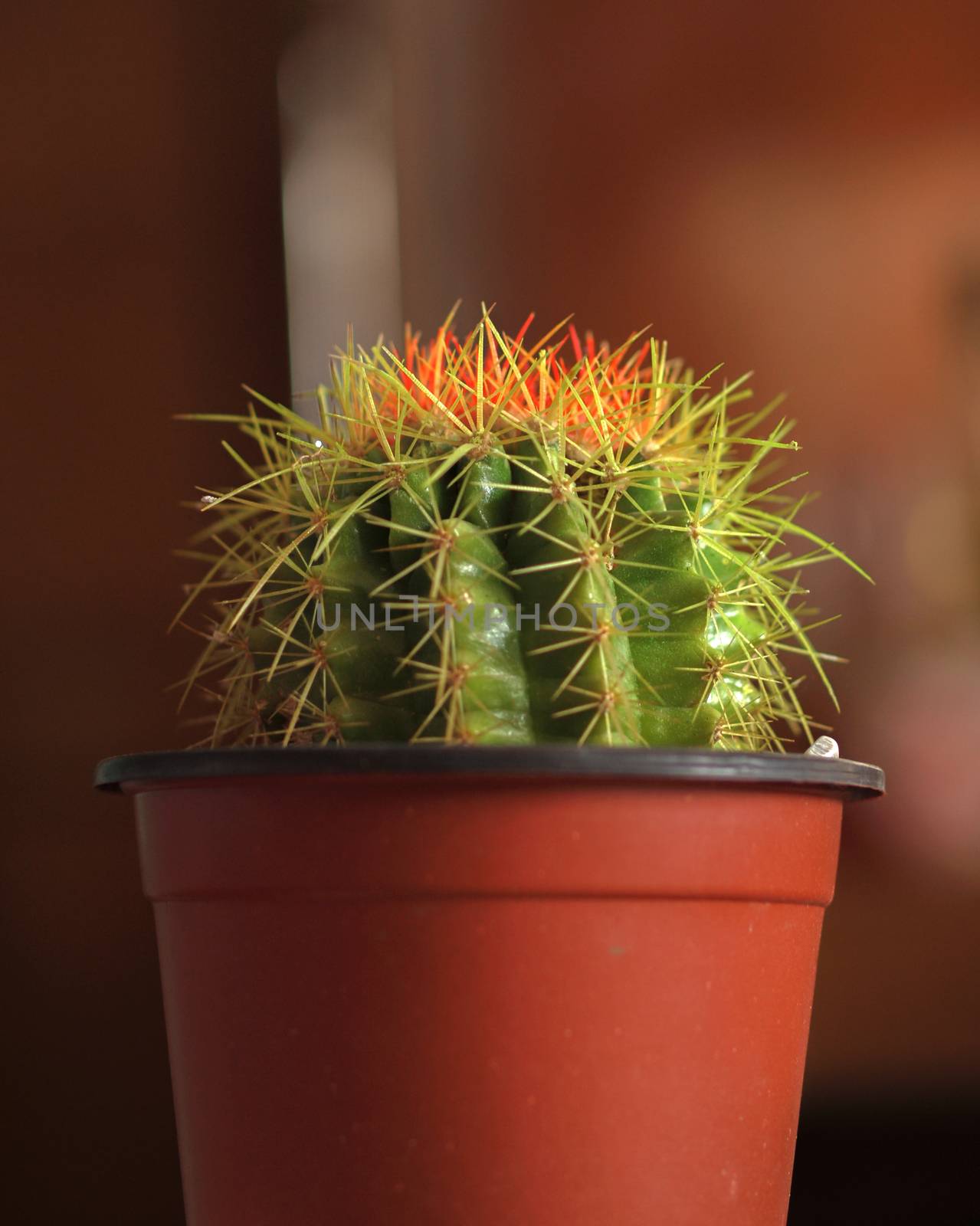 CLOSE-UP SHOT OF CACTUS ON POT