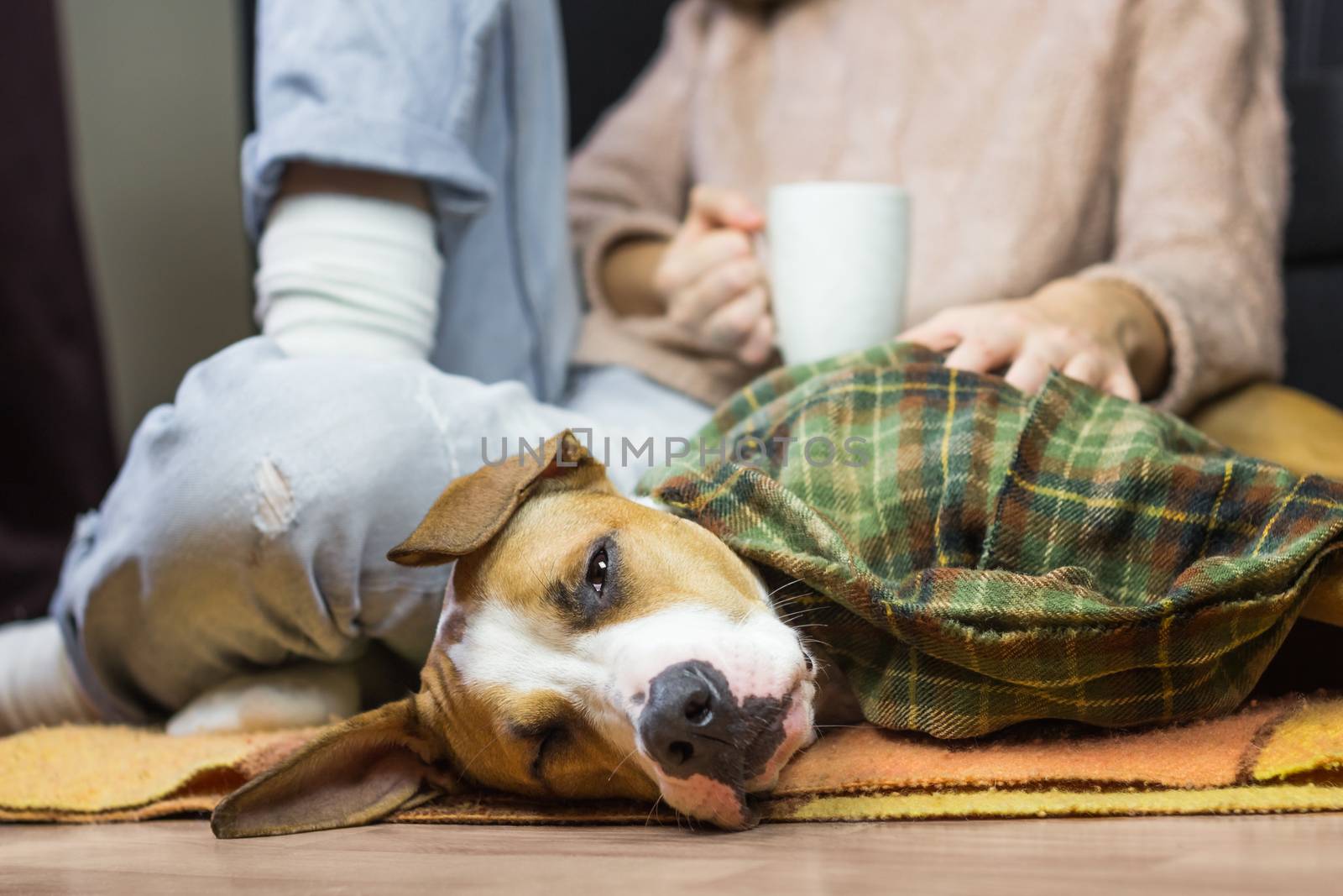 Sleepy dog in throw blanket with human by photoboyko