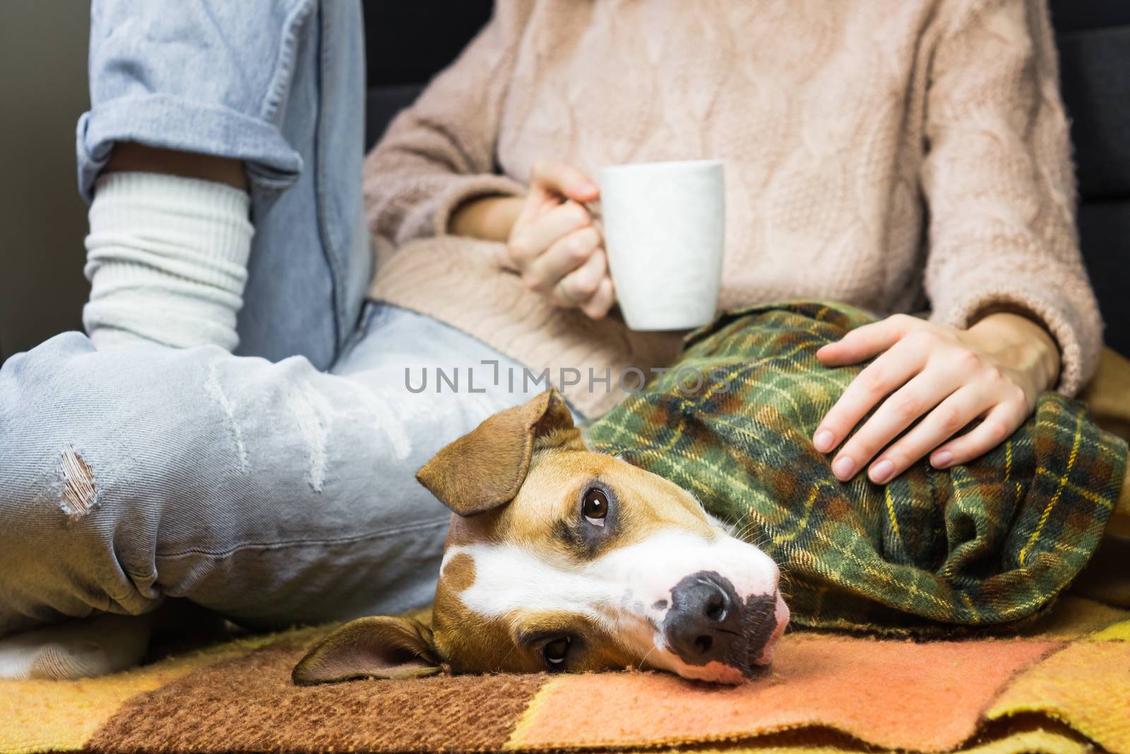 Lazy dog in throw rug relaxing with human in jeans and wool sweater who drinks tea or coffee