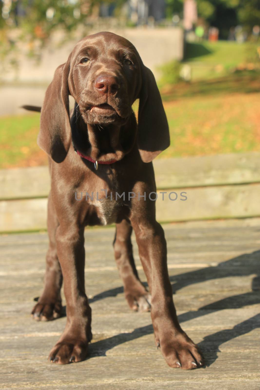 German shorthaired pointer puppy, 9 weeks old solid liver female