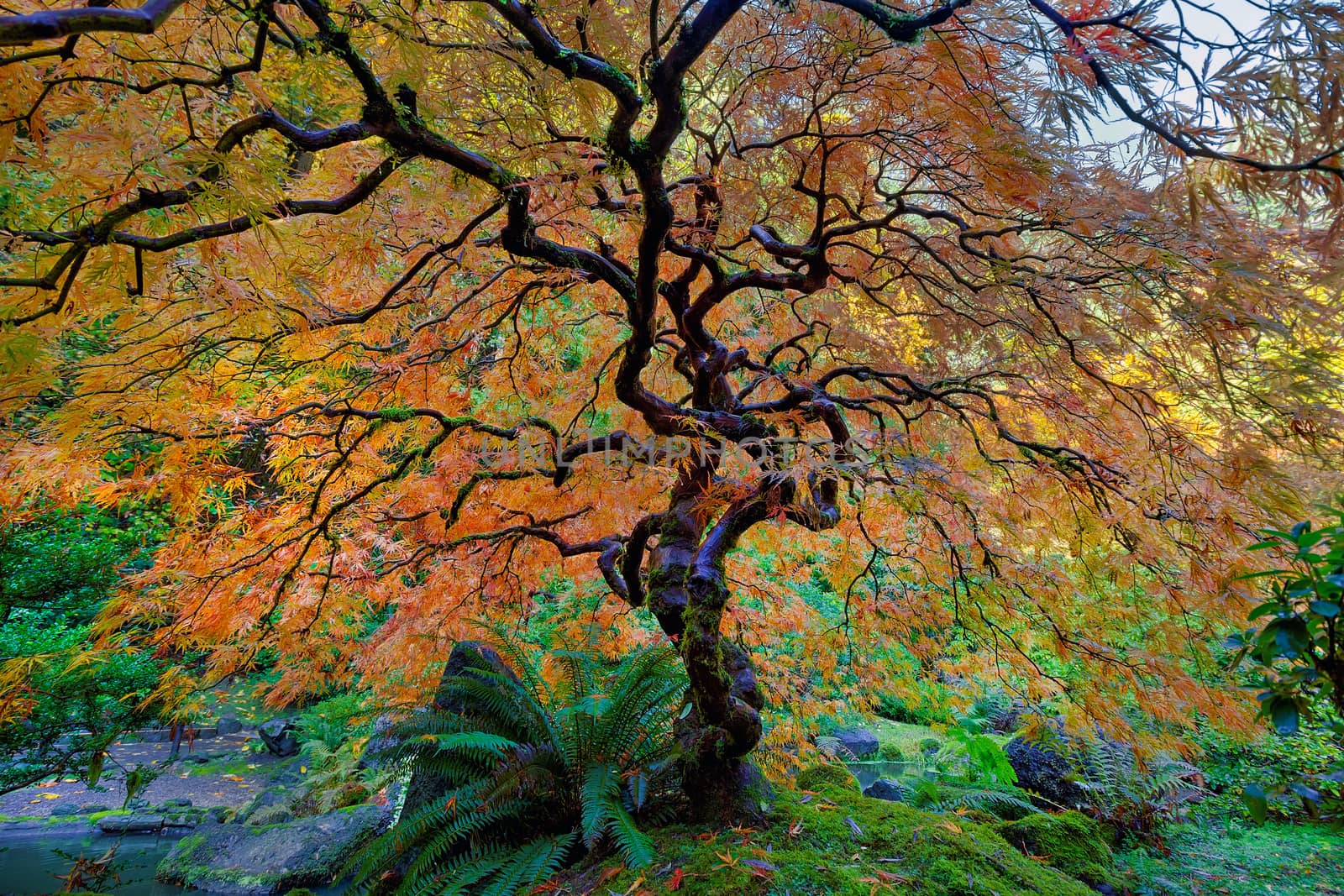 The Japanese Maple Tree is full fall colors at Japanese Garden in Autumn