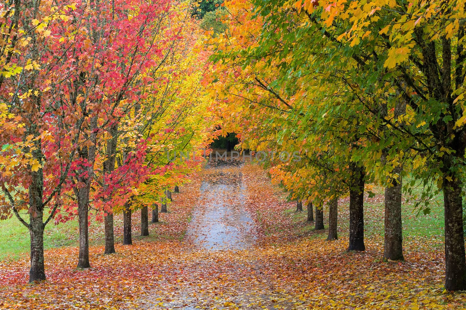 Fall Colors of Maple Tree Lined Path in Oregon