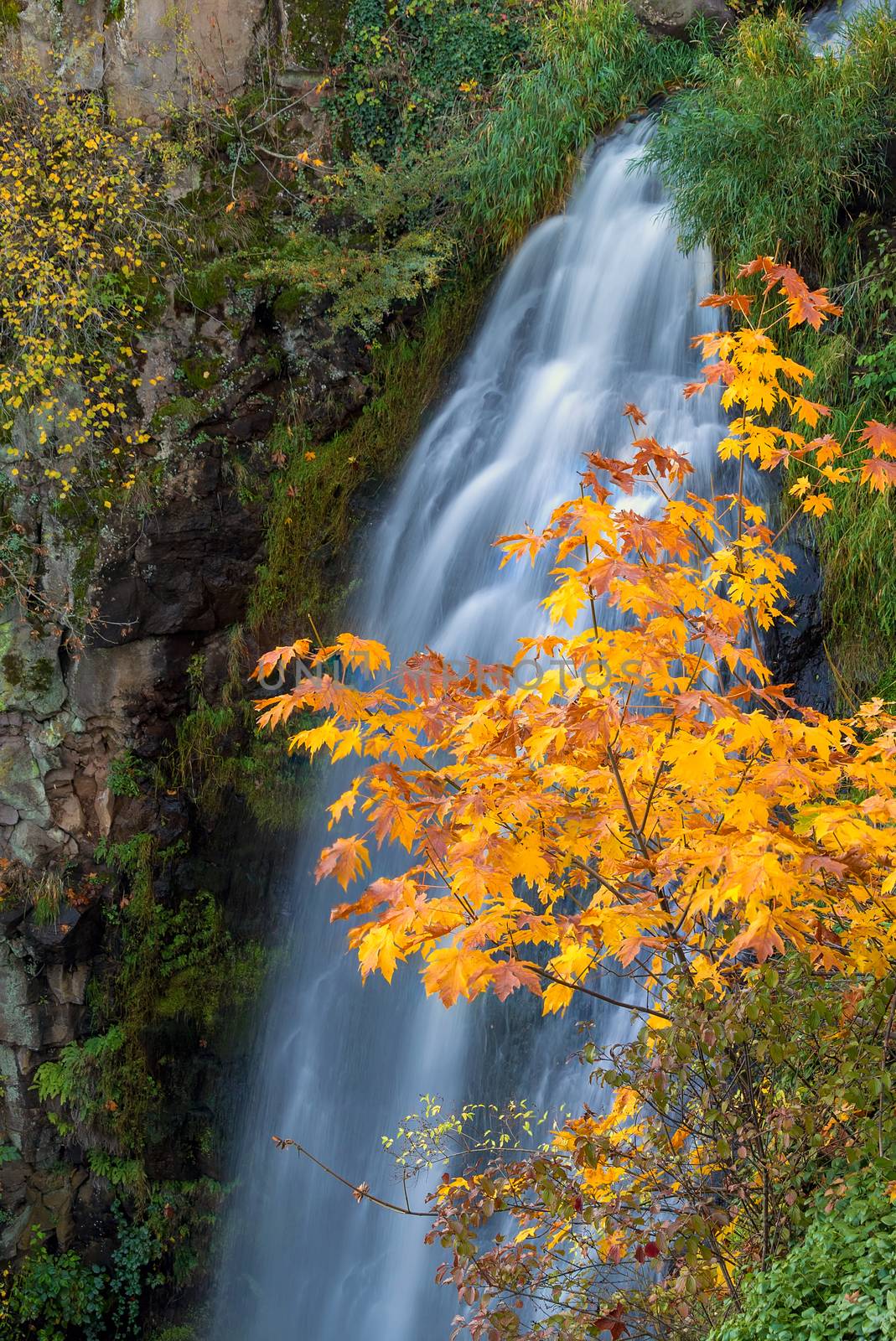 Wah Gwin Gwin Falls at Coumbia River Gorge in Autumn