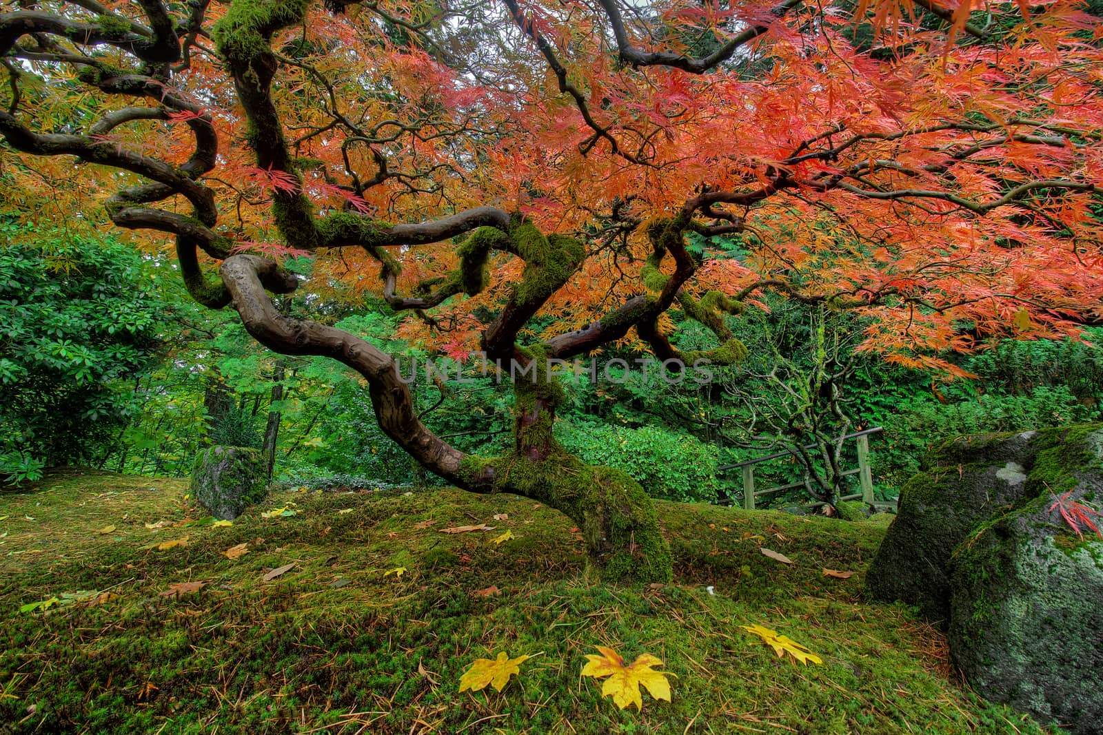 Japanese Maple Tree at Portland Japanese Garden in Fall Season