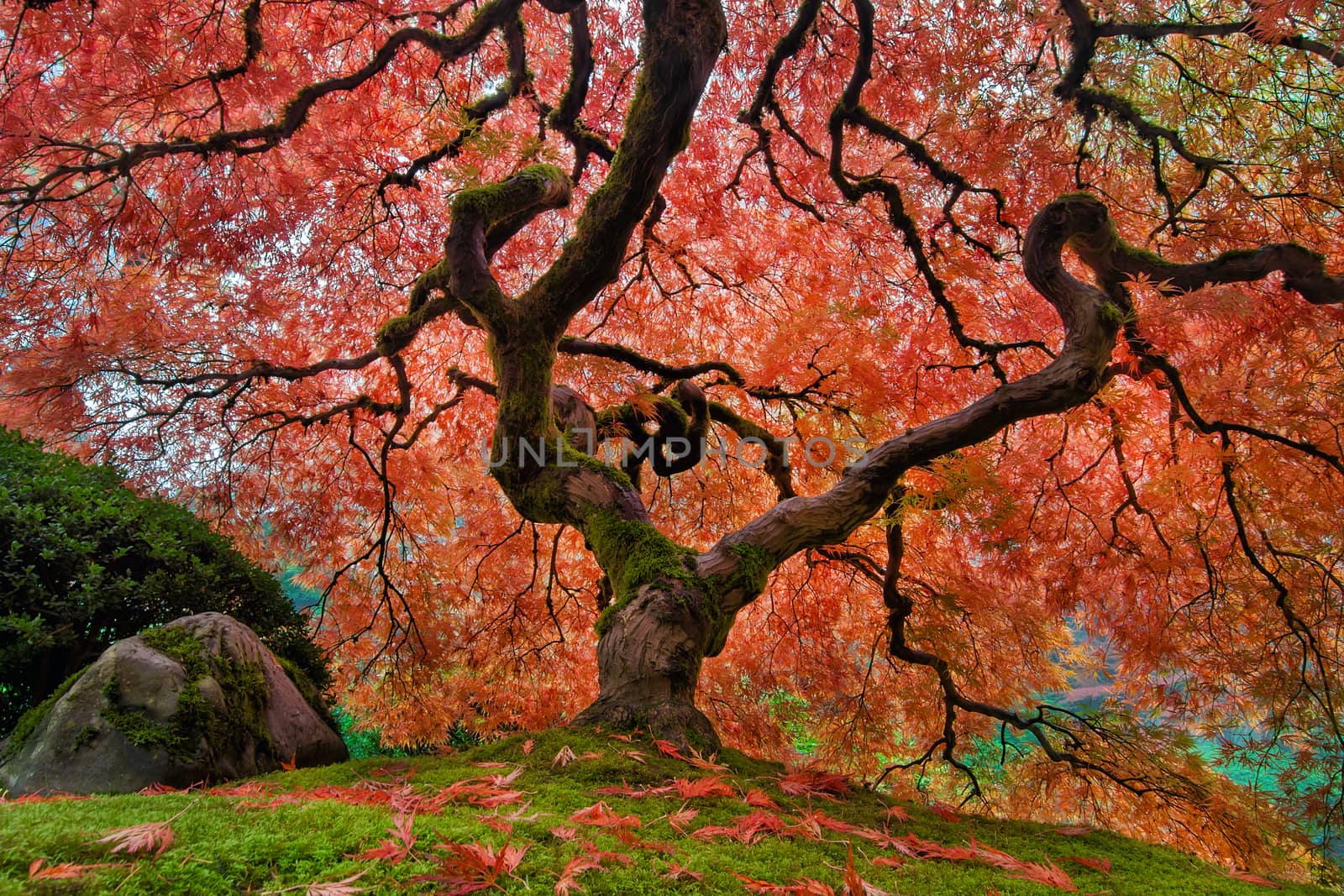 The Old Japanese Maple Tree at Portland Japanese Garden in its full Autumn Glory