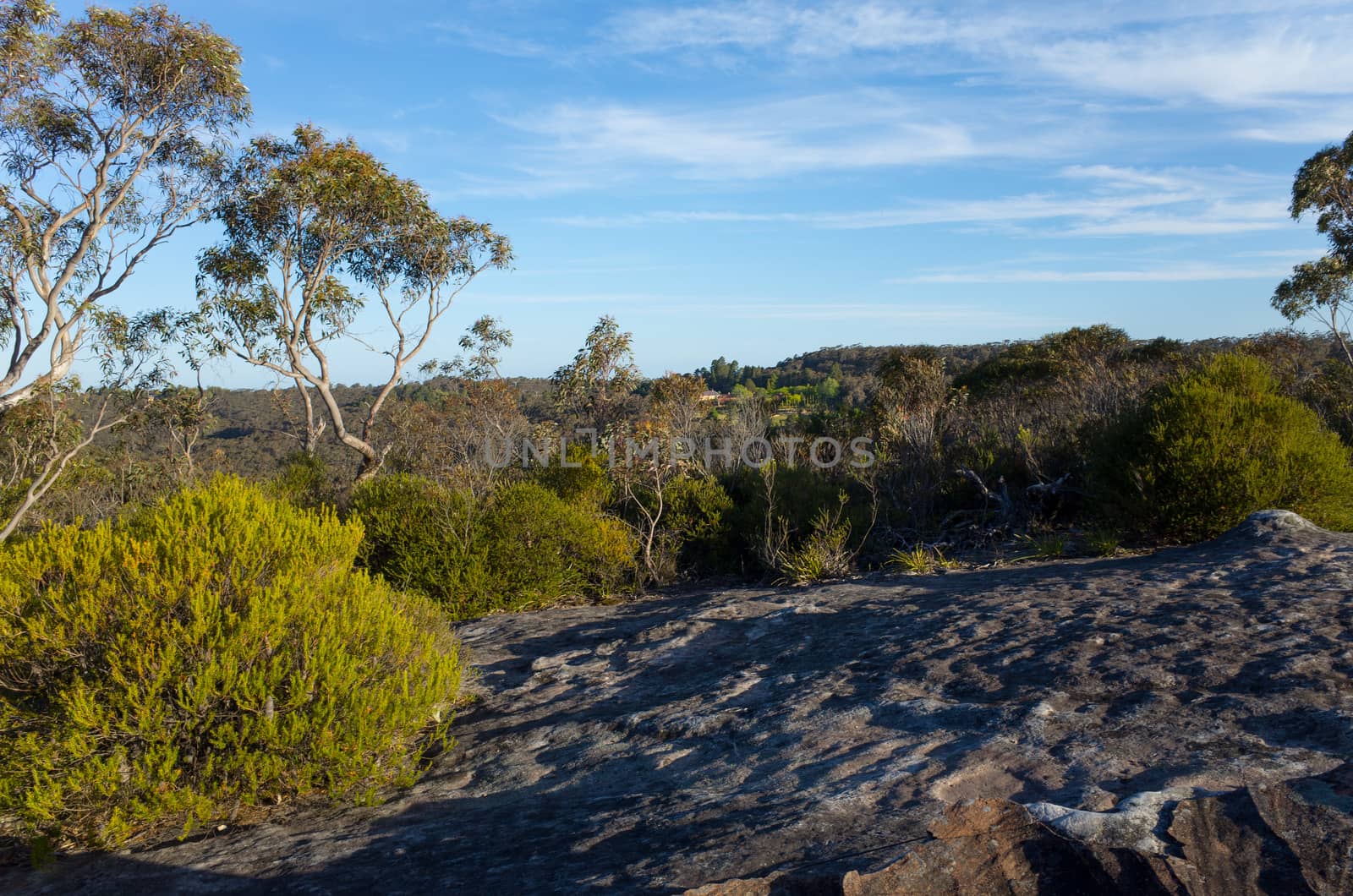 Eucalyptus Trees With Large Rock In Foreground by jaaske