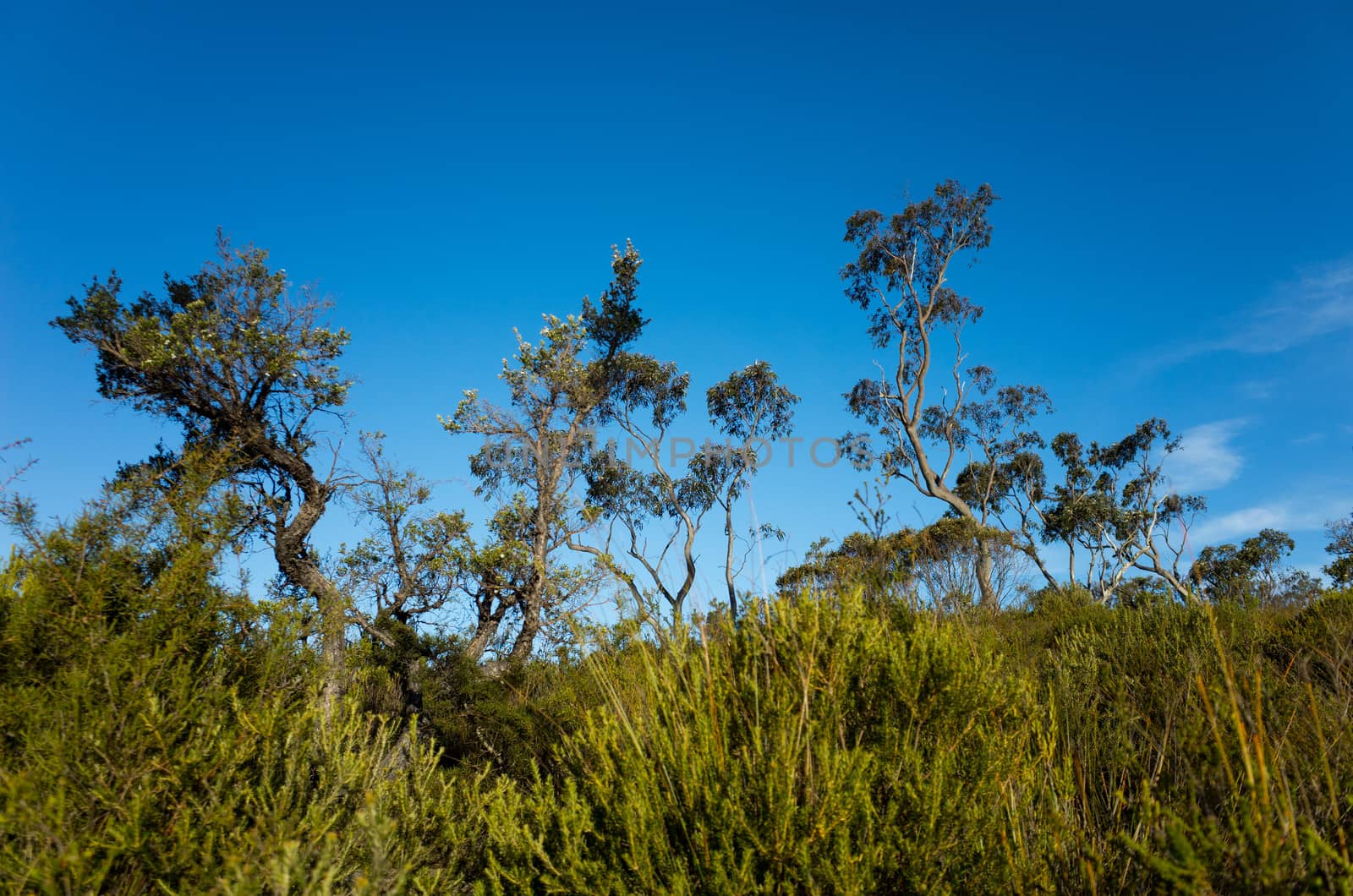 Australian Bush Landscape With Native Shrubs and Eucalyptus Tree by jaaske