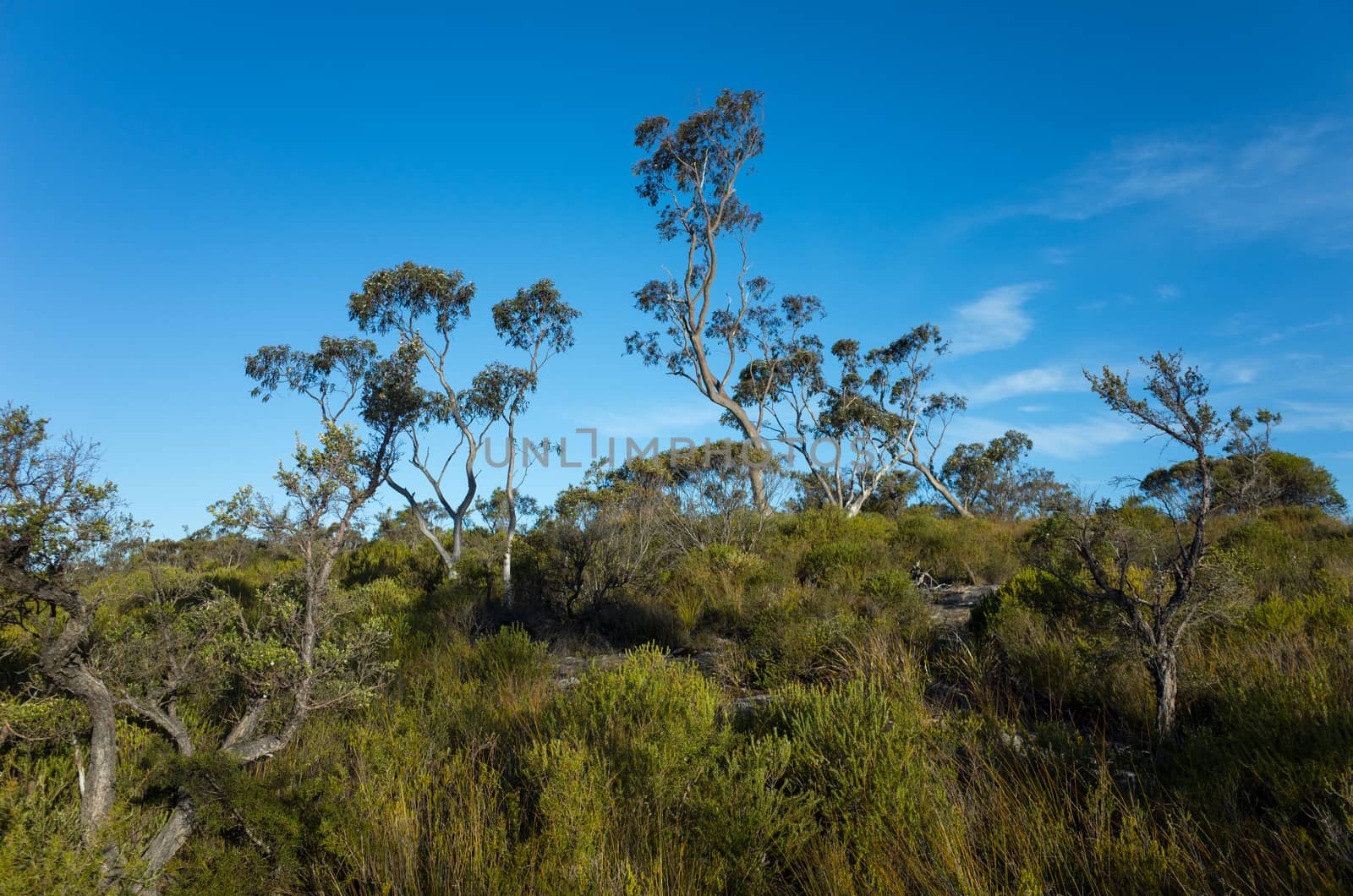 Australian bush landscape with native shrubs. The Blue Mountains, Australia.