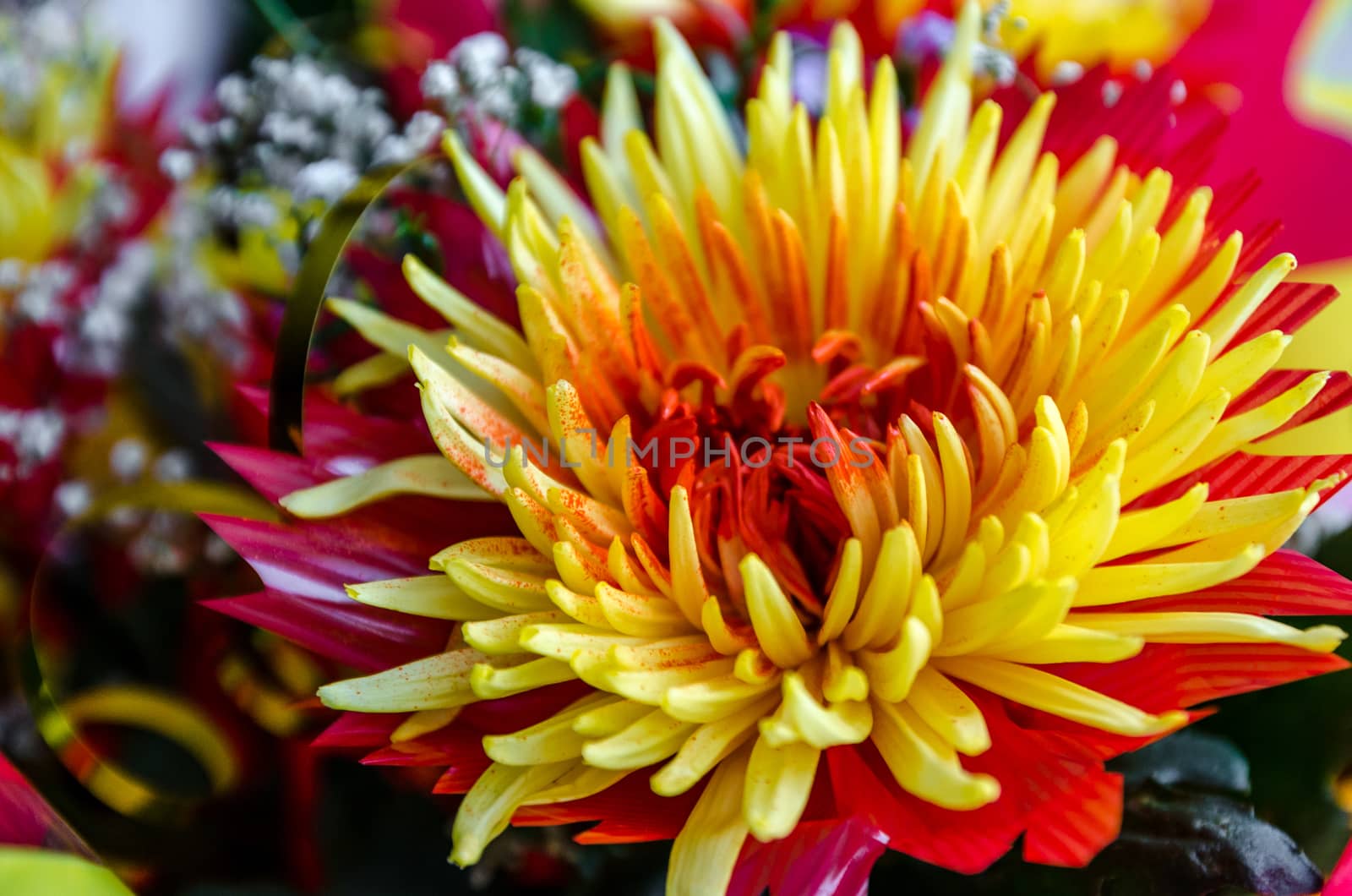Chrysanthemum disbudded rare yellow red view, sort