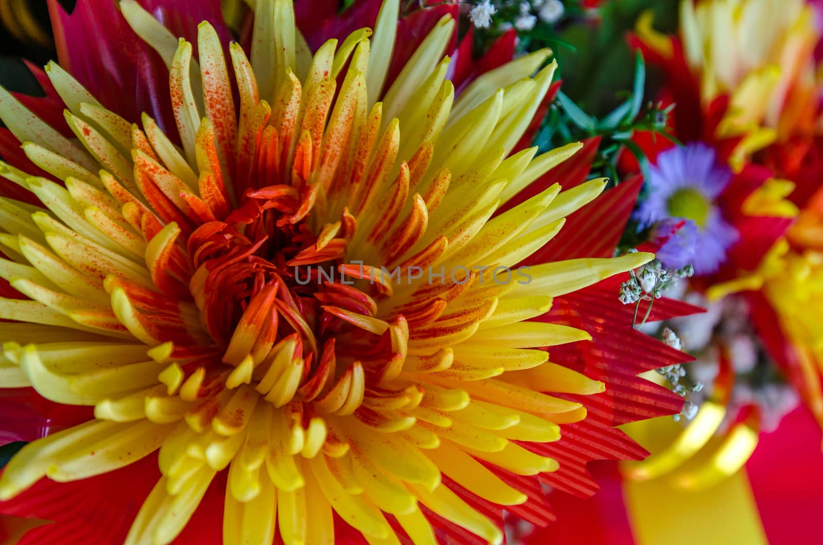 Chrysanthemum disbudded rare yellow red view, sort