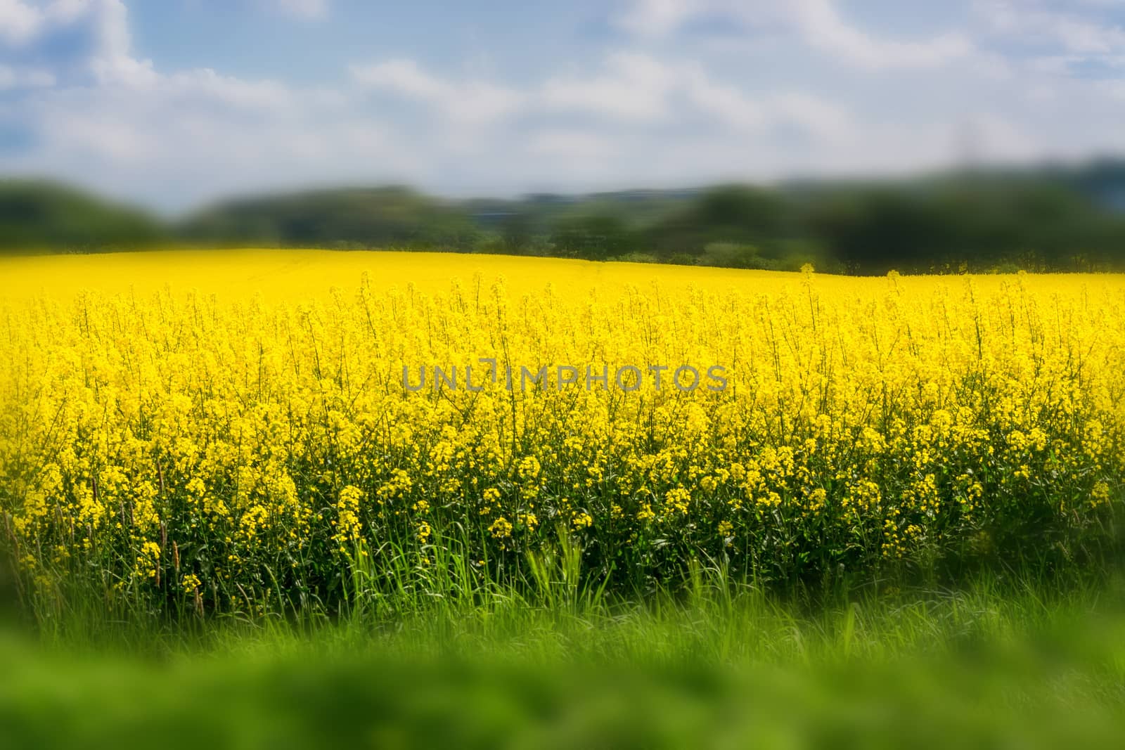 Blooming canola field with blue sky by JFsPic