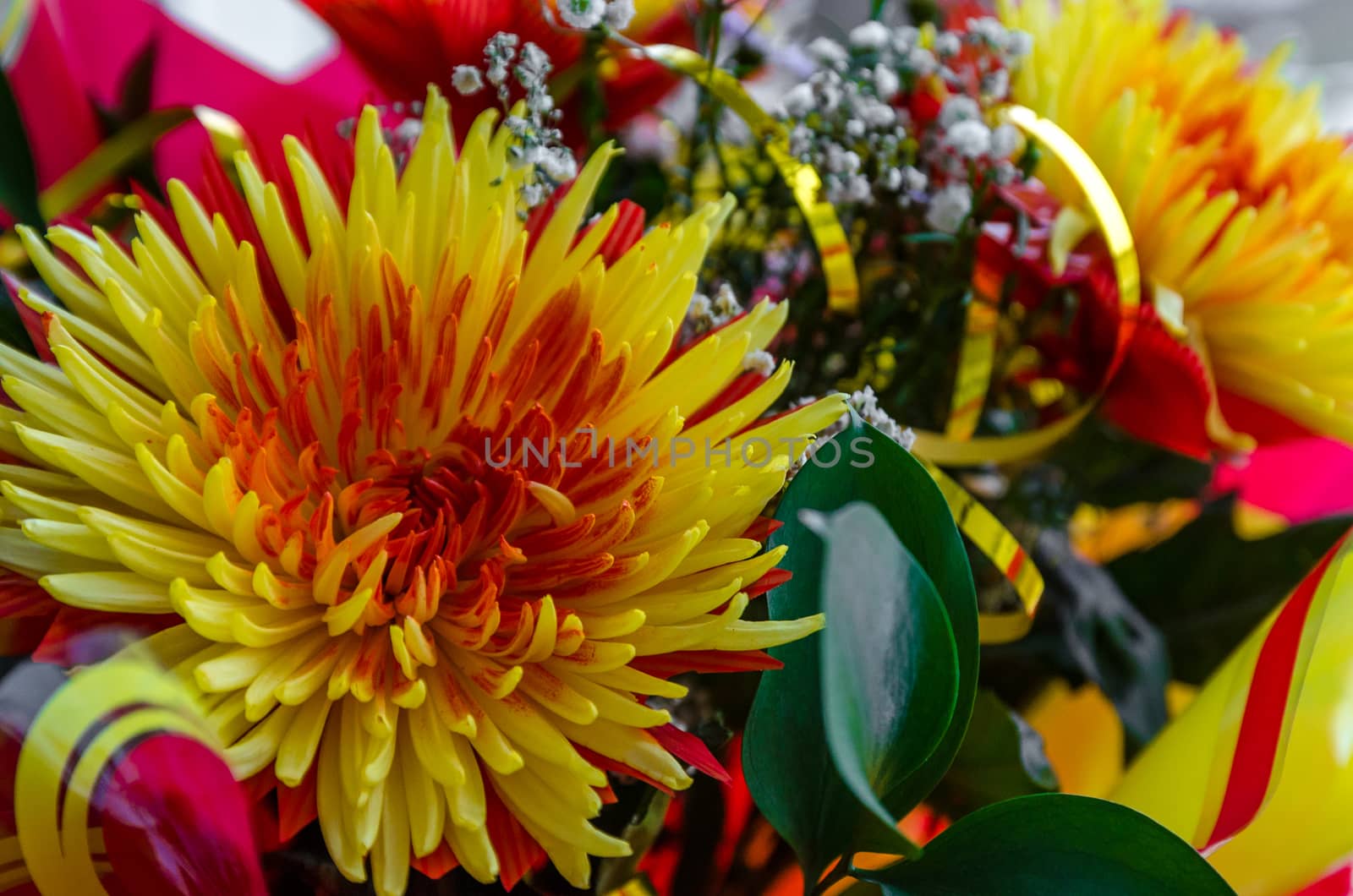 Chrysanthemum disbudded rare yellow red view, sort