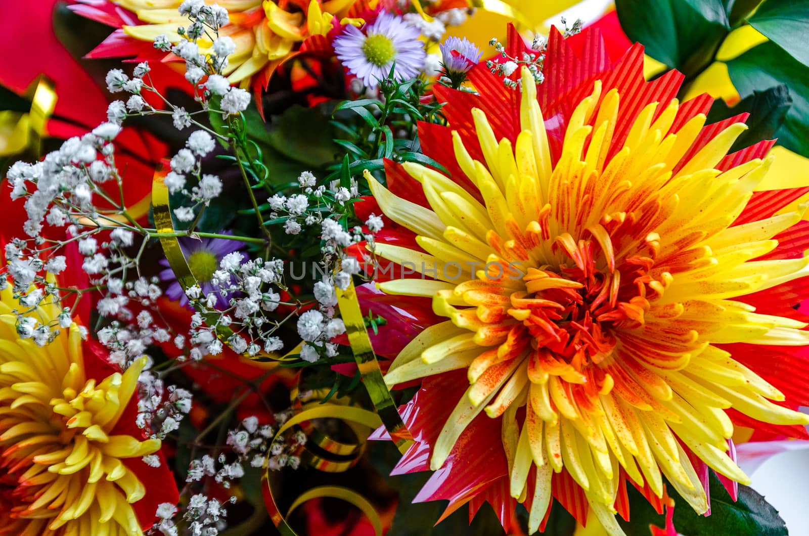 Chrysanthemum disbudded rare yellow red view, sort