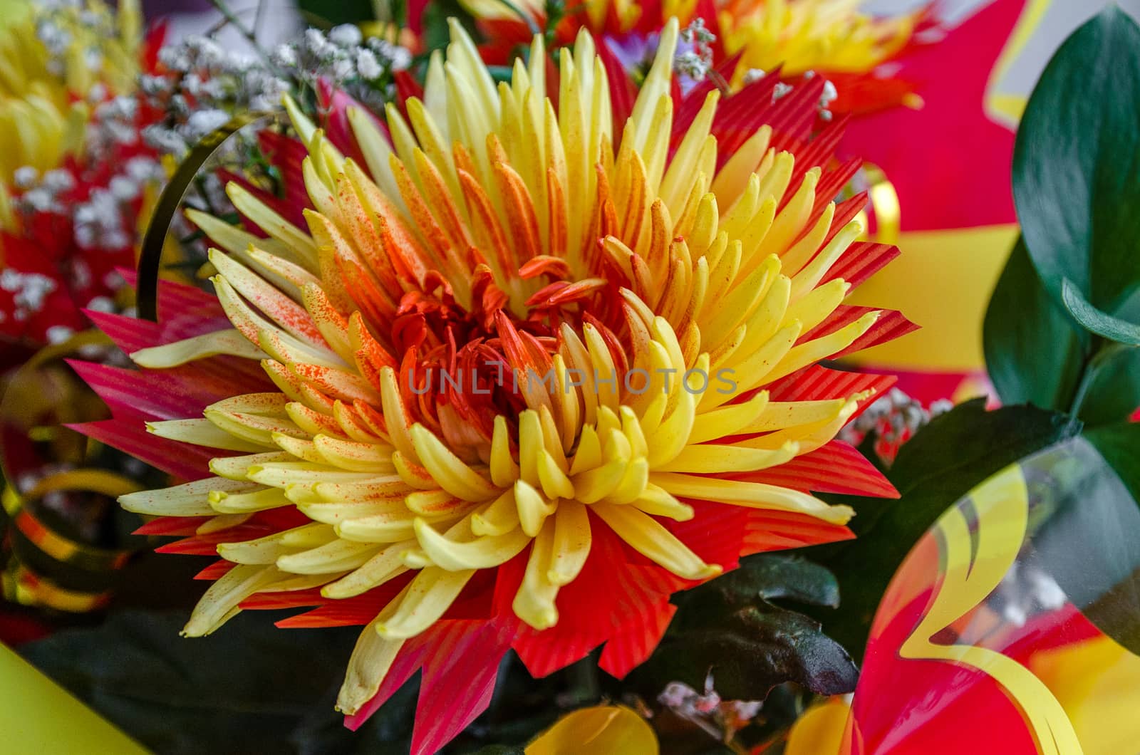 Chrysanthemum disbudded rare yellow red view, sort