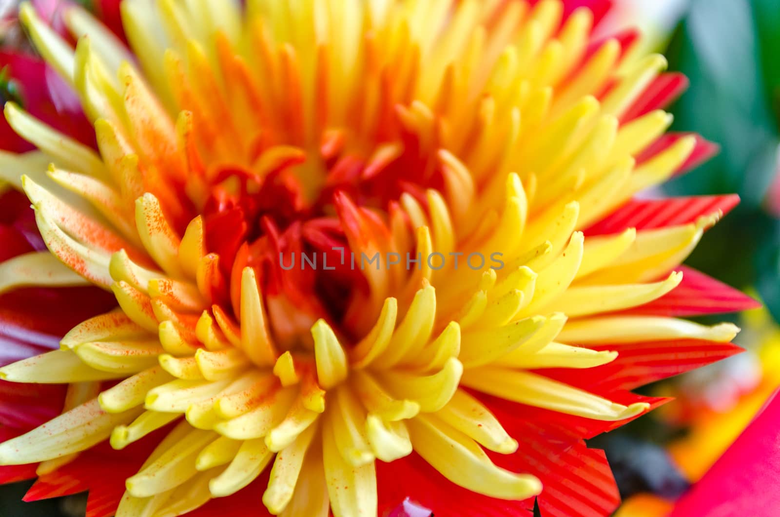 Chrysanthemum disbudded rare yellow red view, sort
