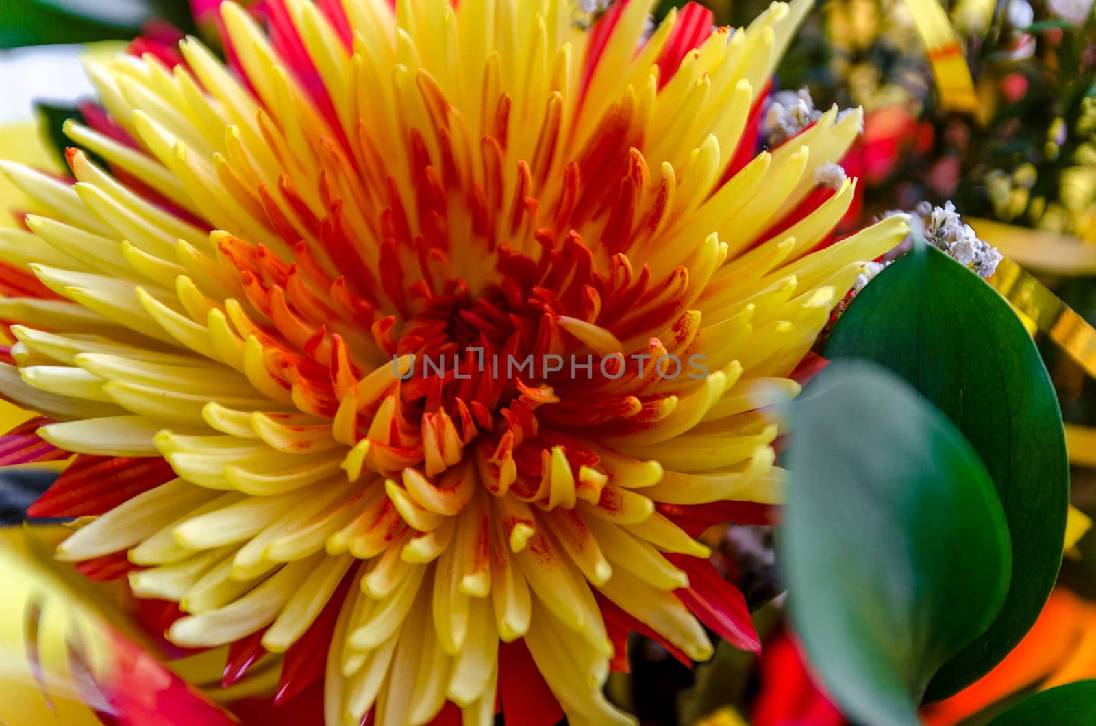 Chrysanthemum disbudded rare yellow red view, sort