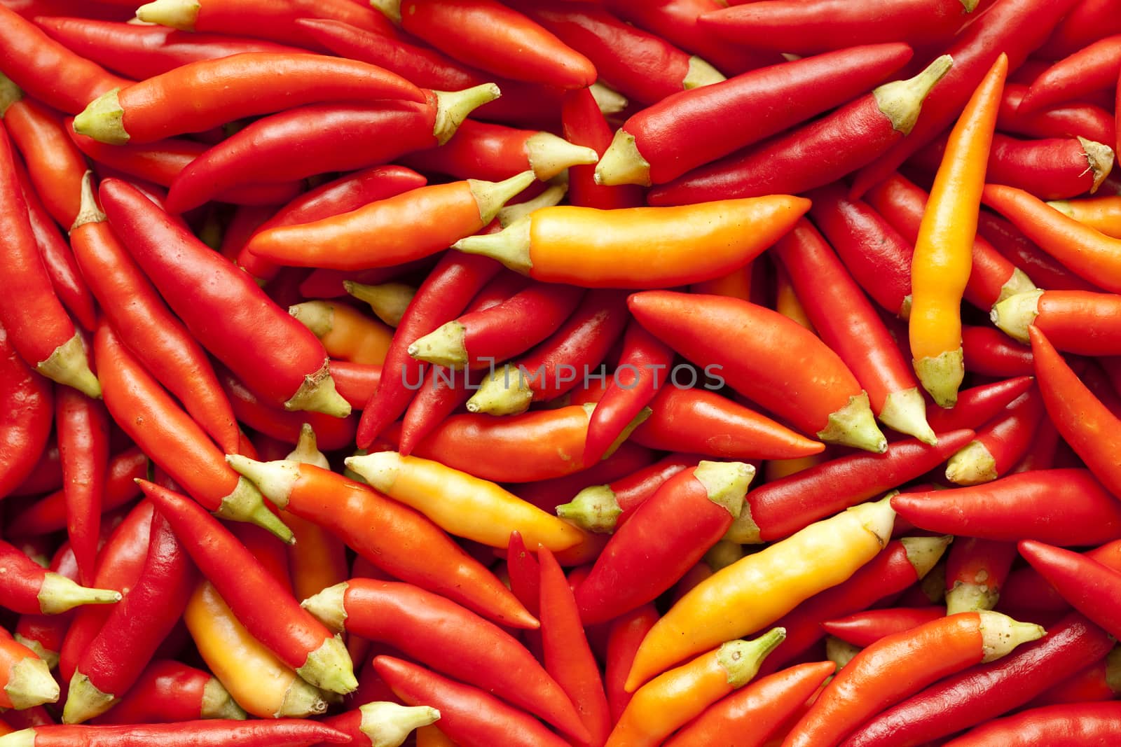 fresh piquant red paprika as background  