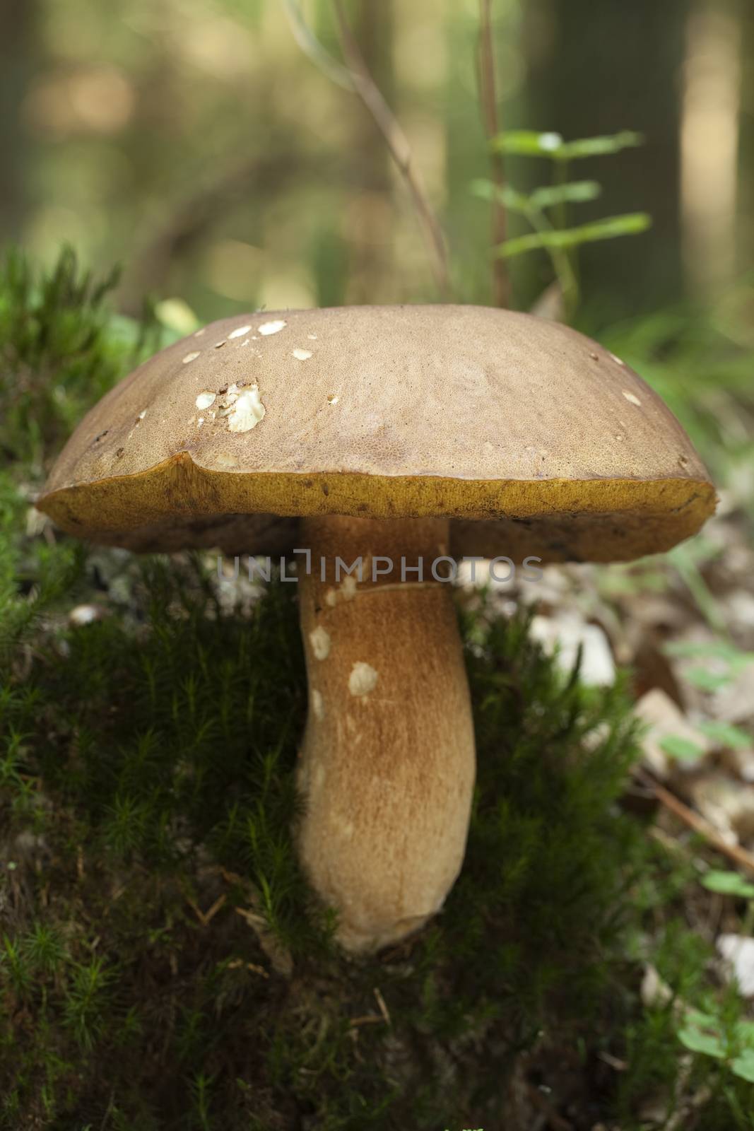 gigantic edible mushroom (Boletus edulis Bull) on forest margin